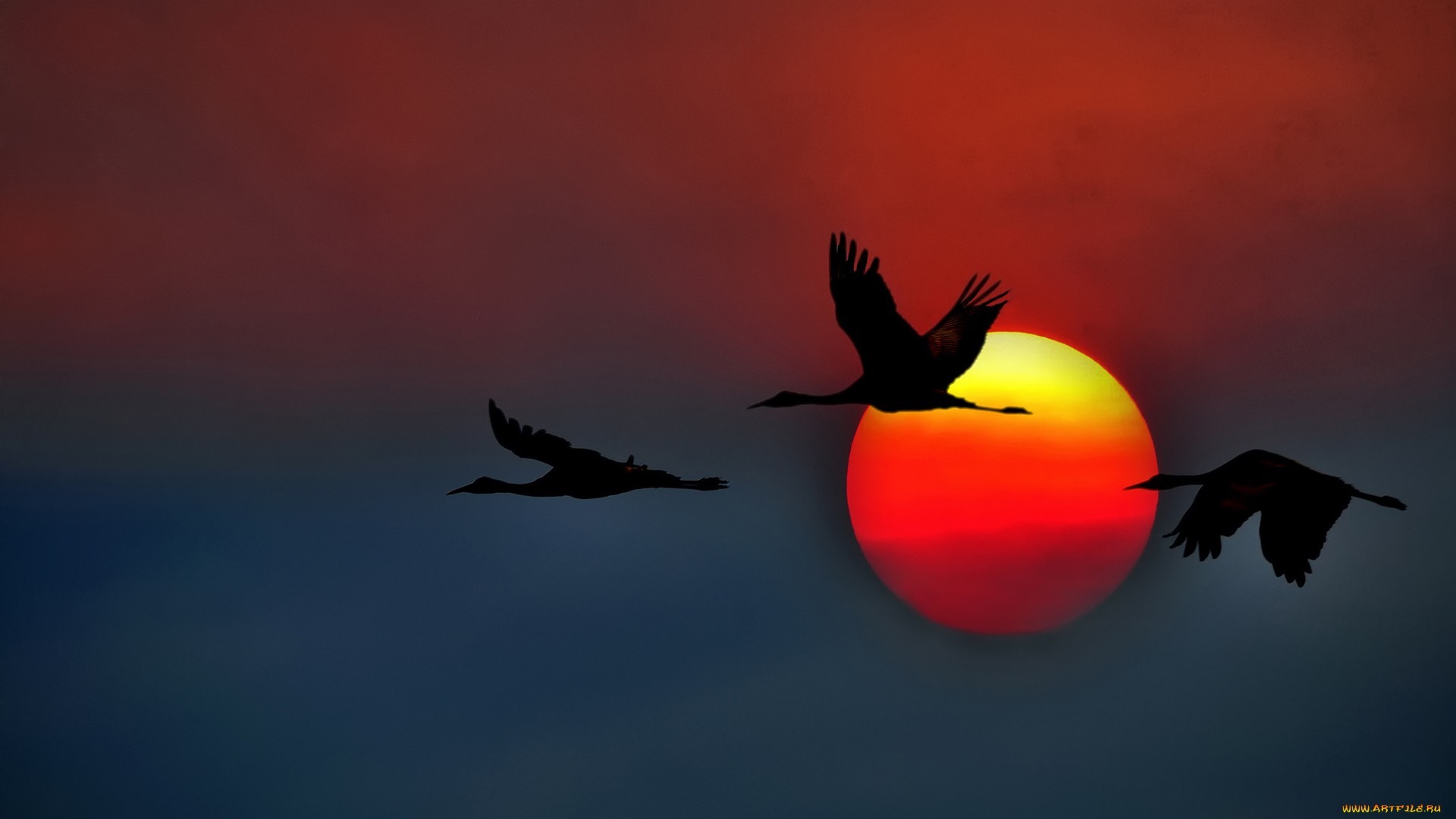 17829 baixar papel de parede fundo, aves, pôr do sol, cranes - protetores de tela e imagens gratuitamente