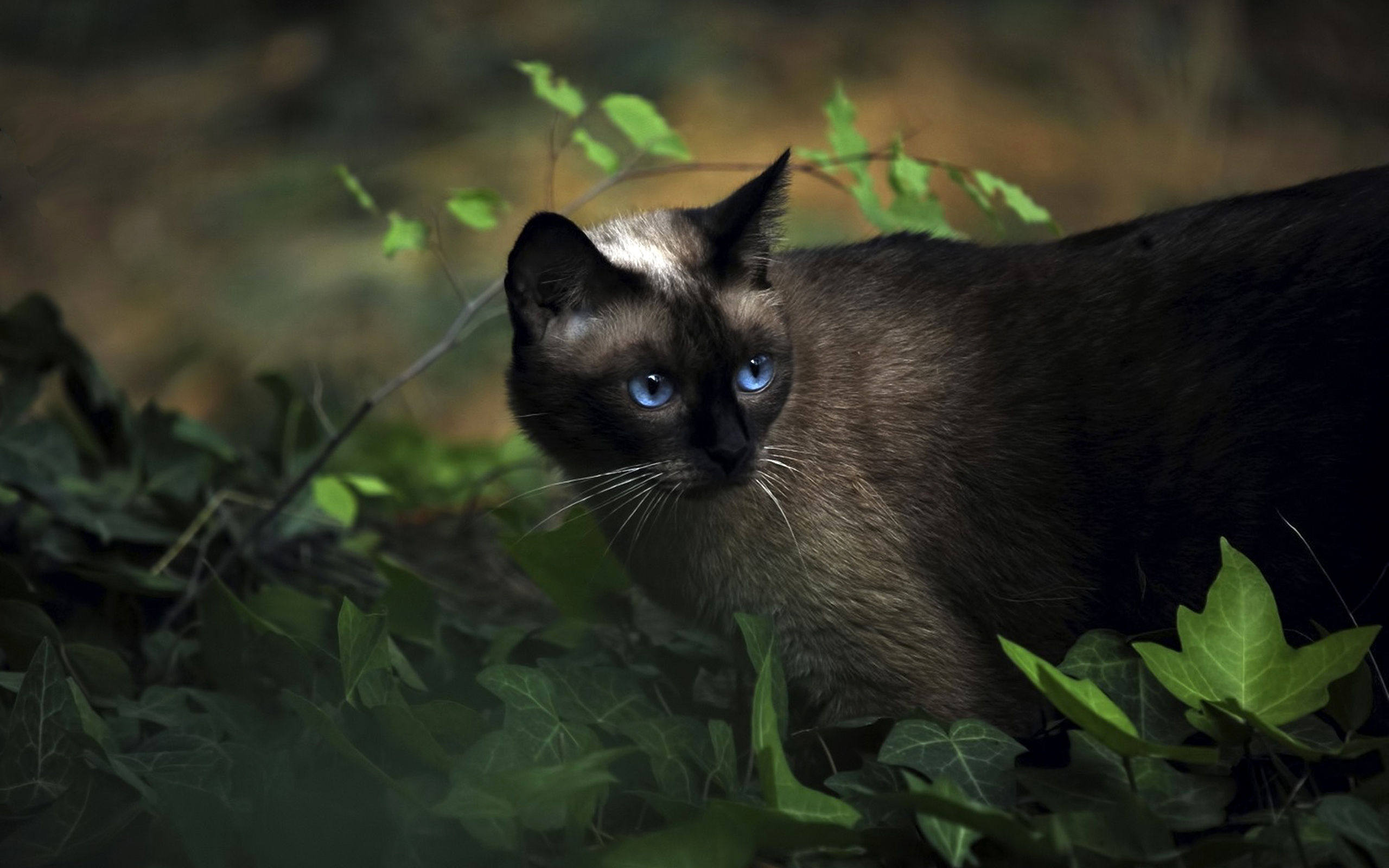 Siamese Cat with Stunning Blue Eyes Among Green Plants