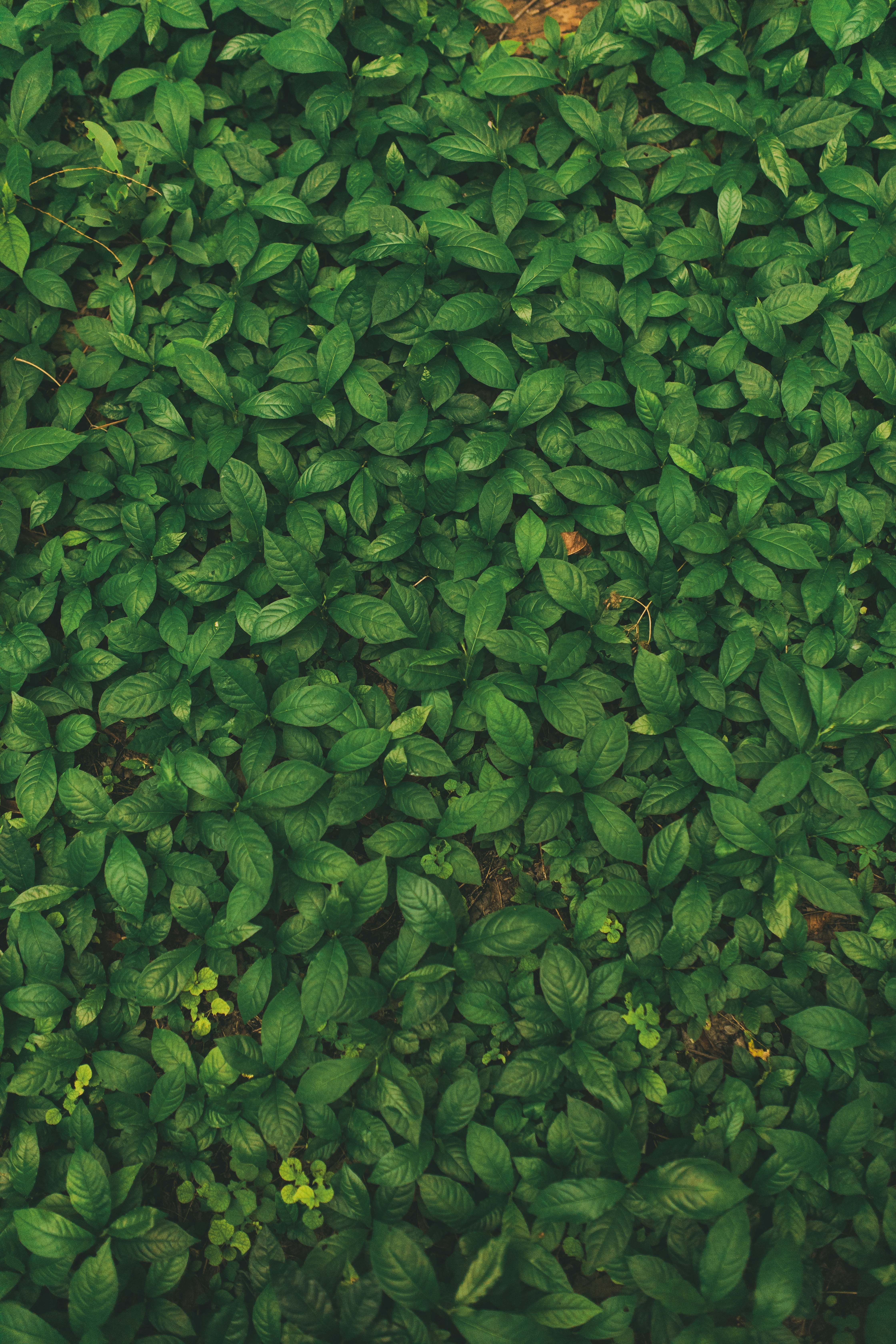 Vibrant Green Leaves for a Refreshing Mobile Wallpaper