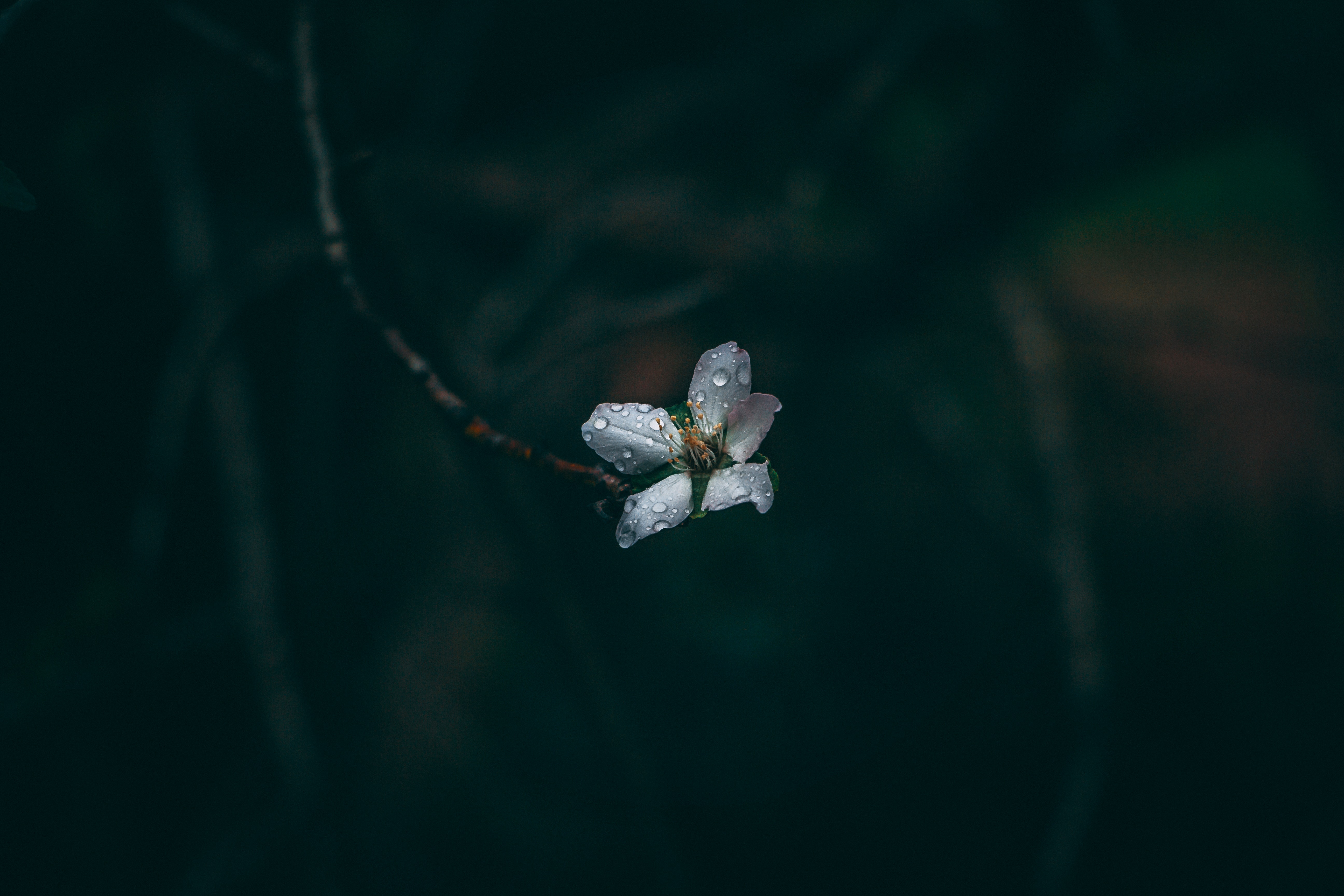 drops, dew, flower, macro, dark