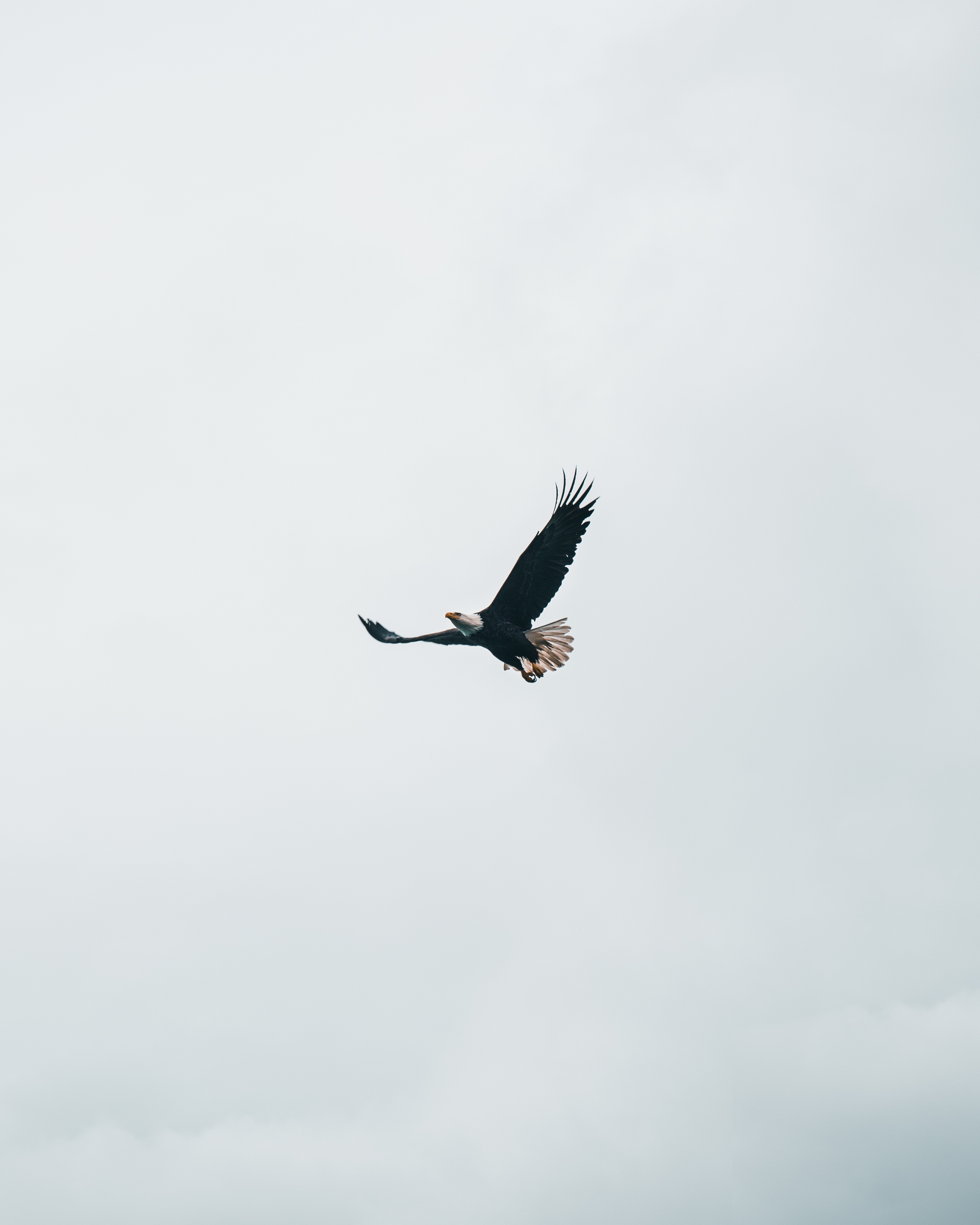 Popular White Headed Eagle Phone background