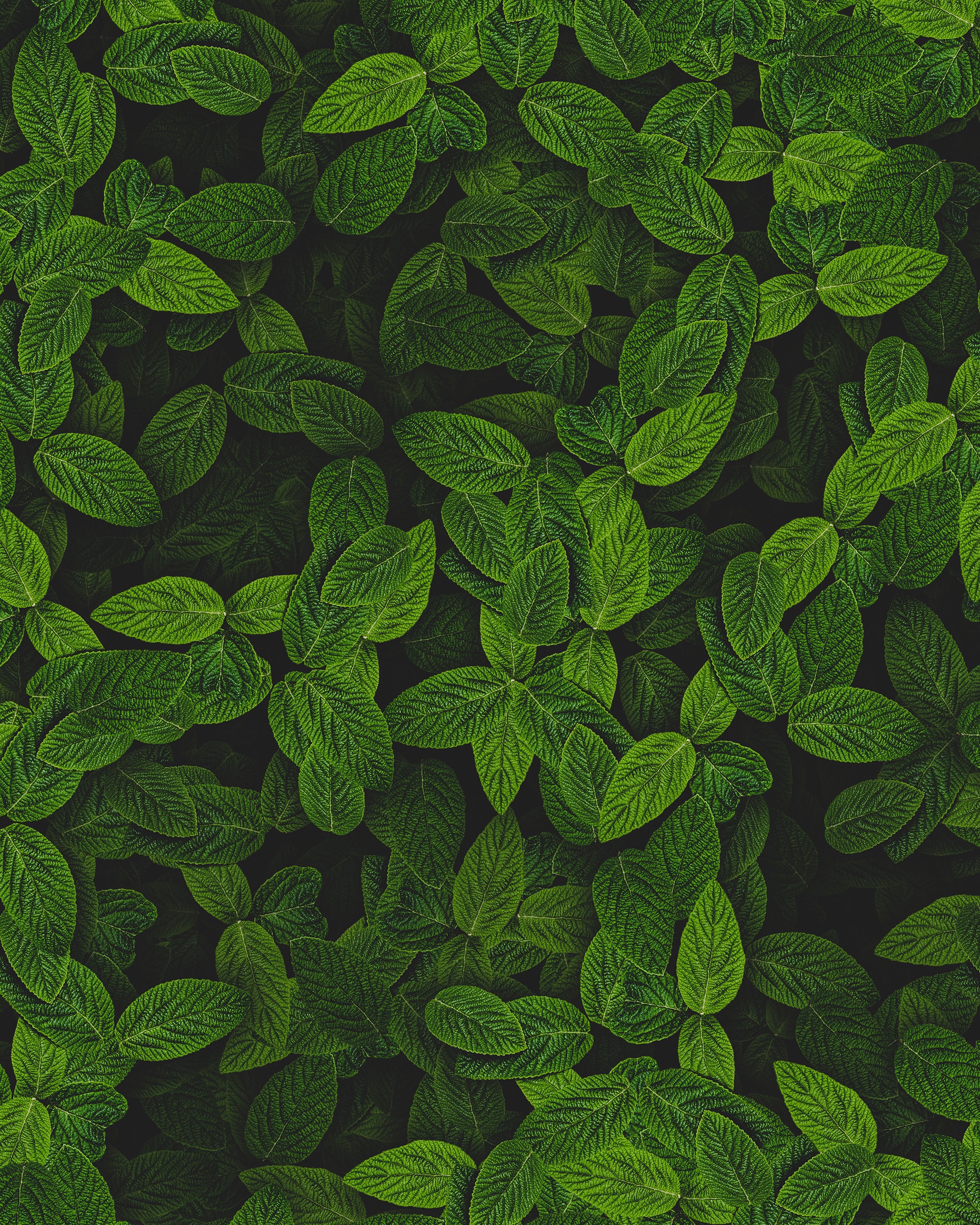 Vibrant Green Mint Leaves Wallpaper for Your Mobile Device