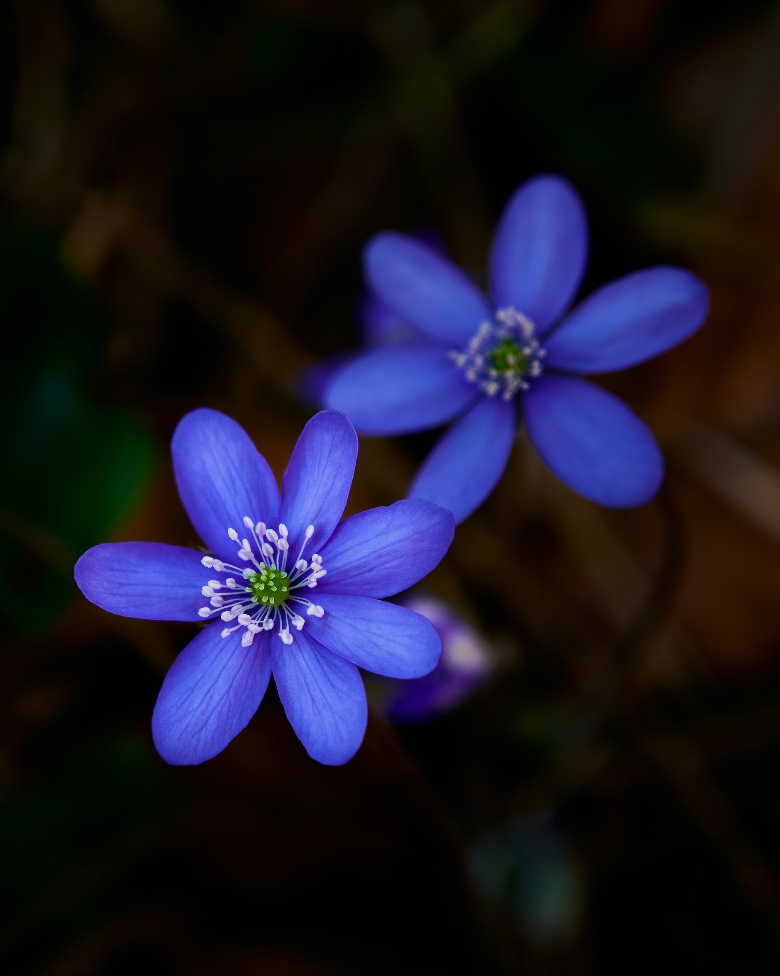 Macro of Purple Liverwort Flowers