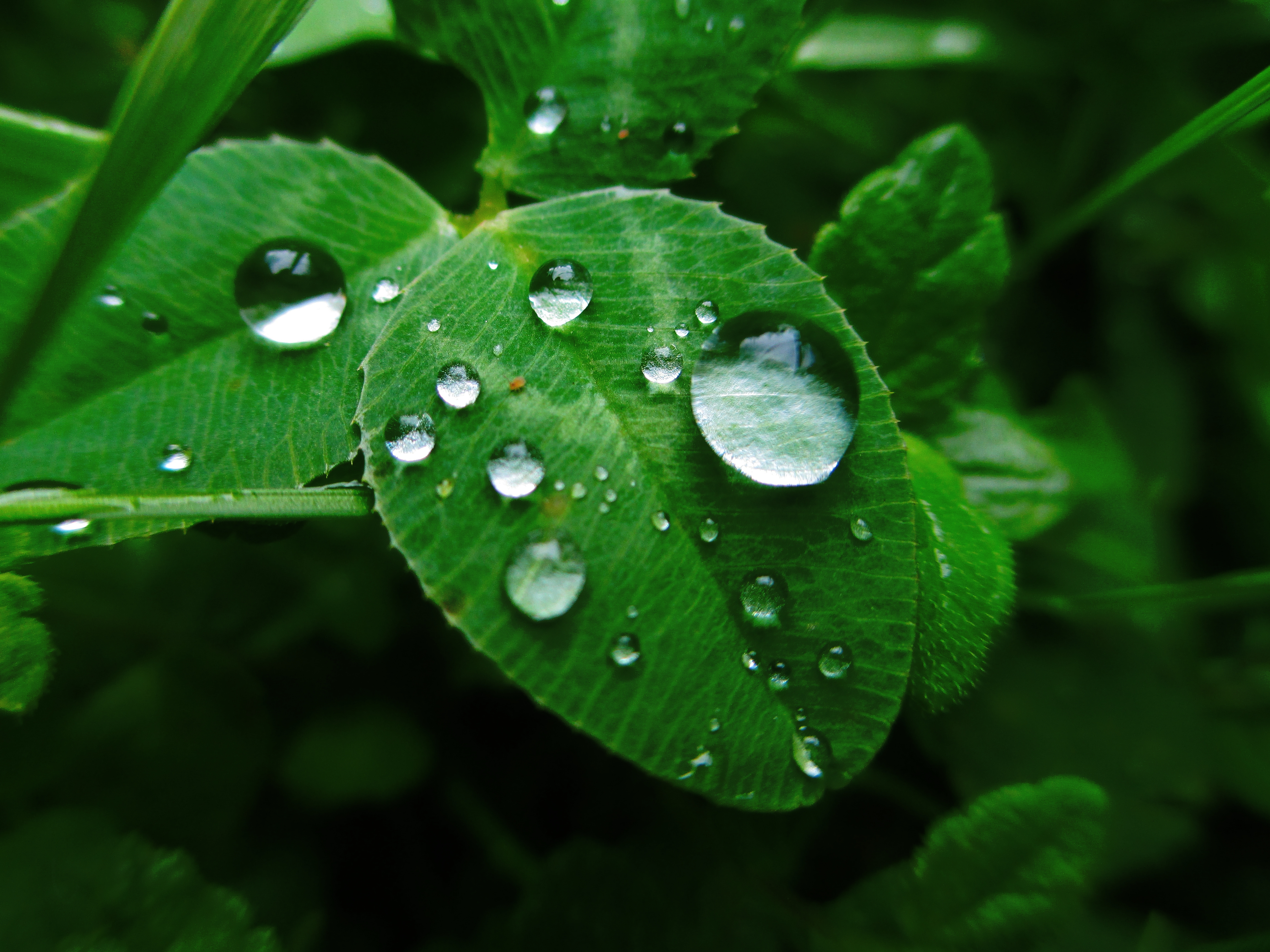 dew, grass, macro, leaves cell phone wallpapers