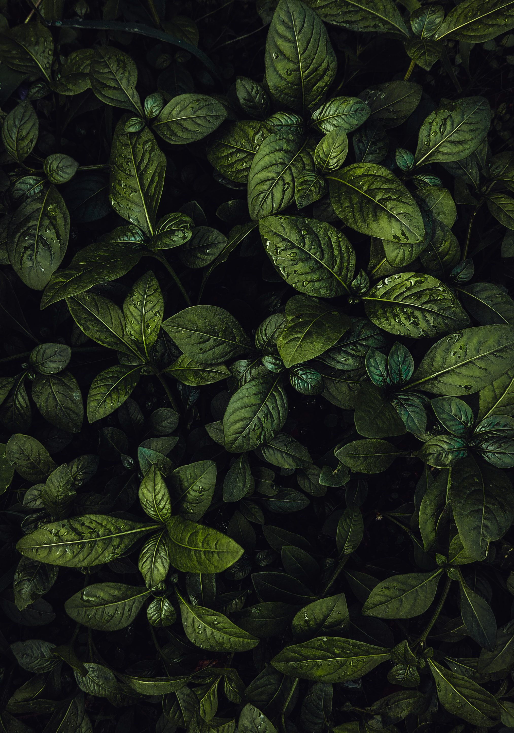 Macro Image of Lush Green Leaves with Water Drops