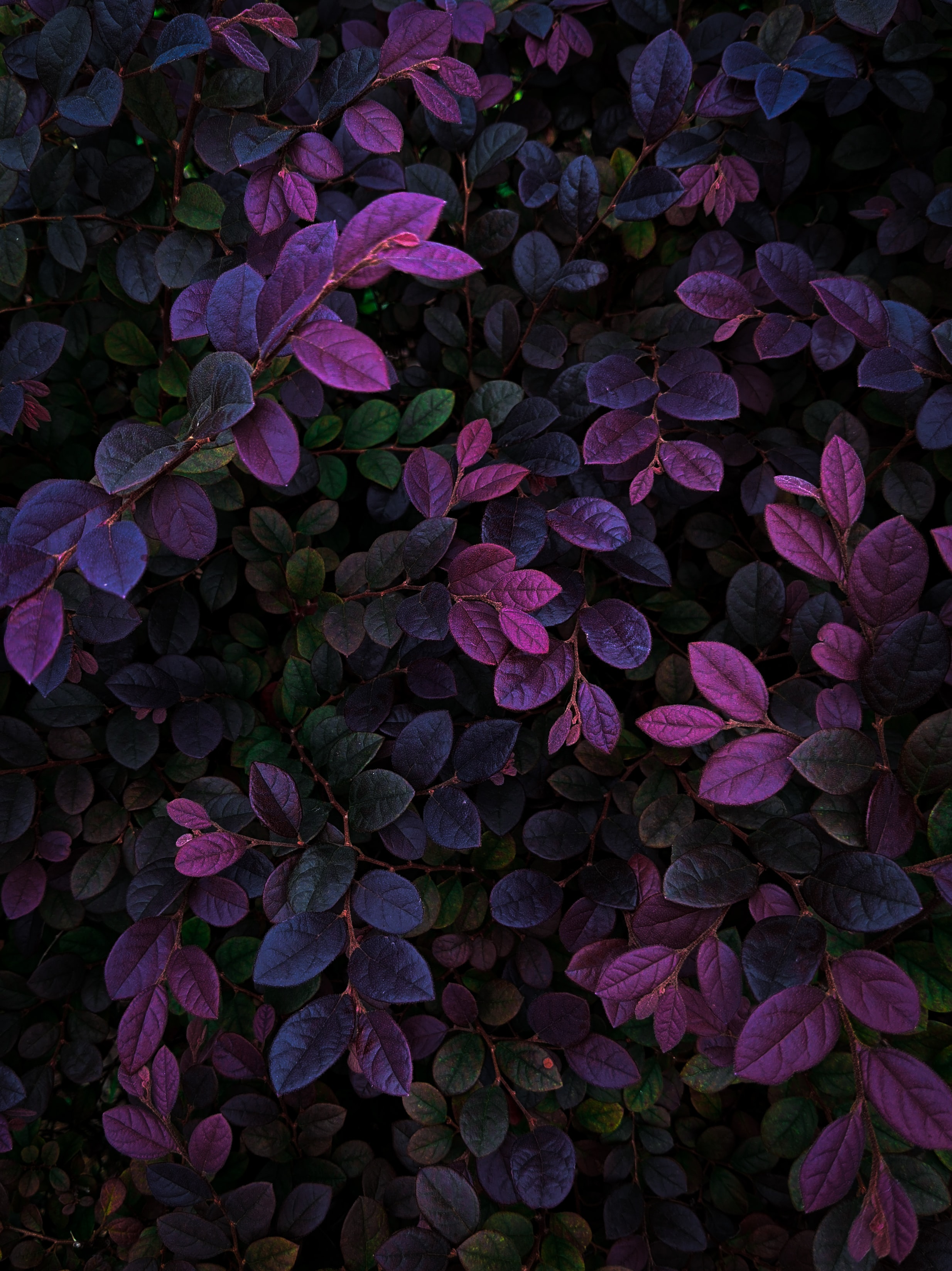 Vibrant Purple Leaves Wallpaper for Your Phone