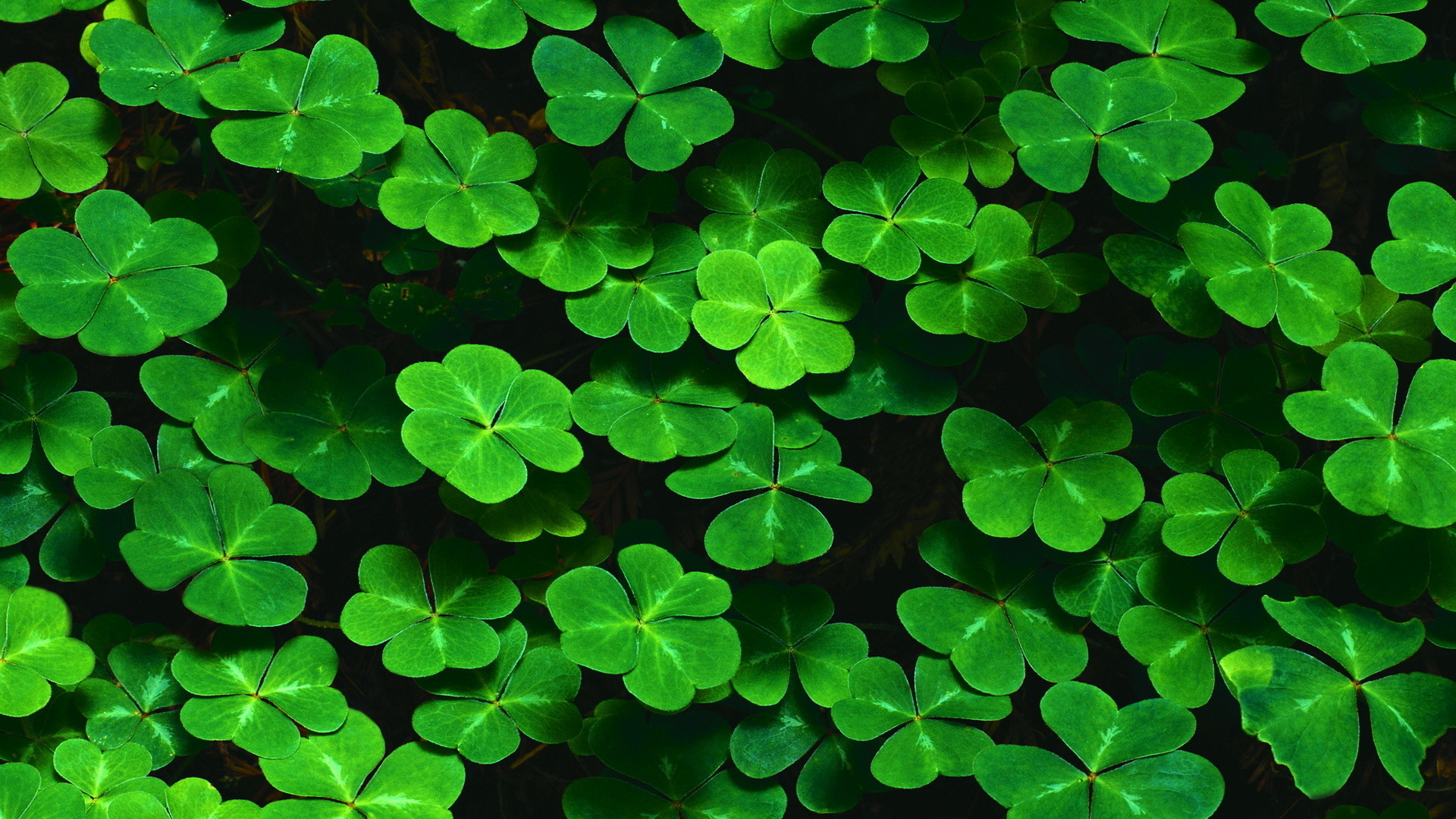 Vibrant Green Leaves Background for Your Mobile