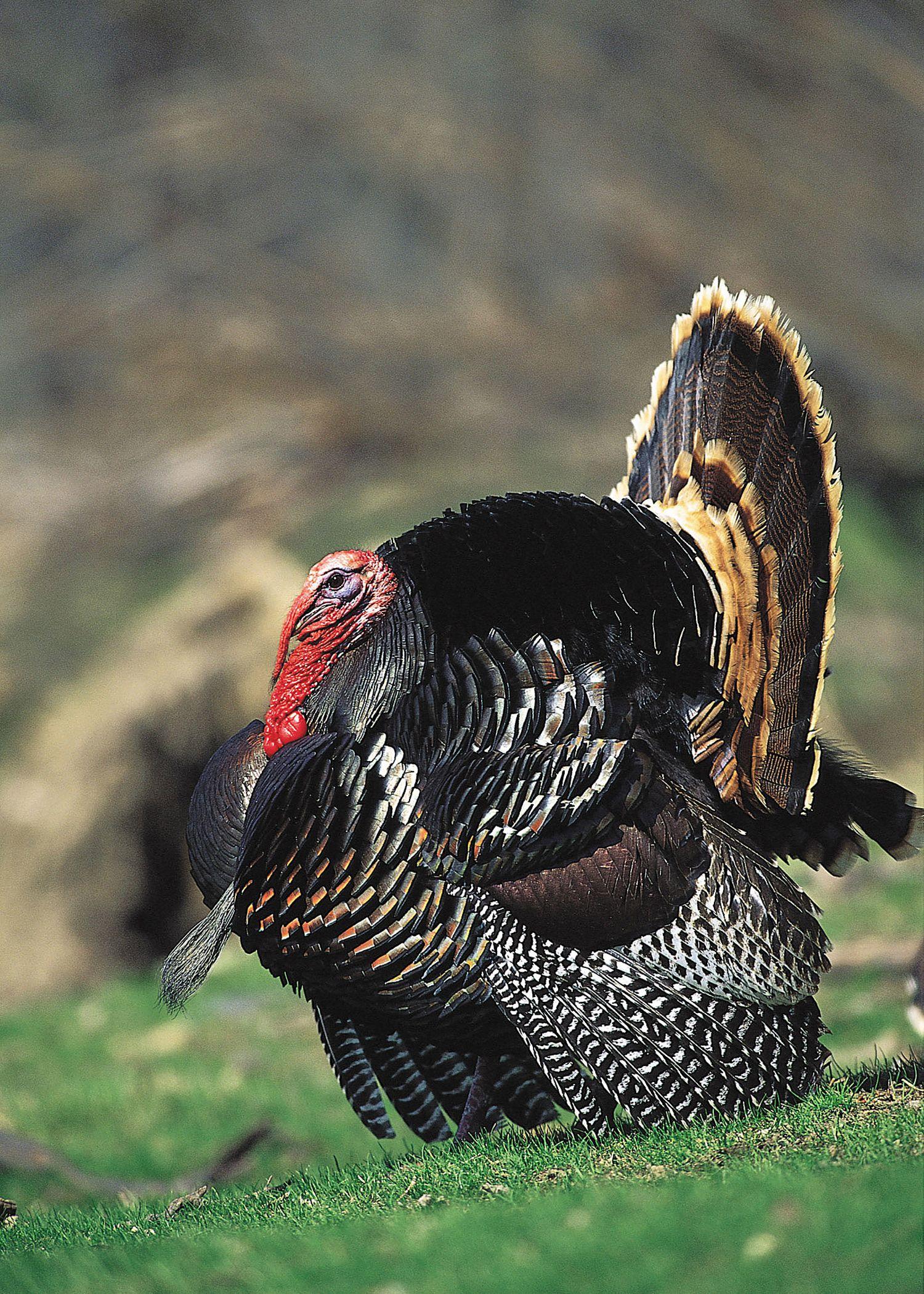 Realtree Turkey Hunting Wallpaper