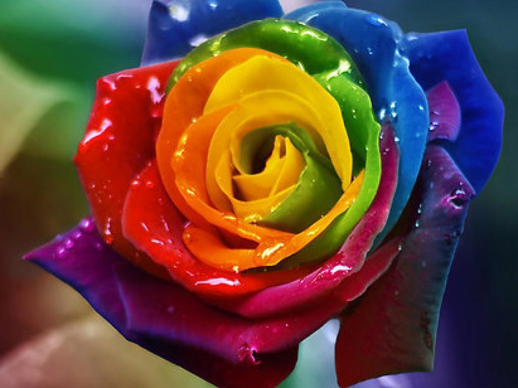 Rainbow Roses Wallpapers - Top Free Rainbow Roses Backgrounds ...