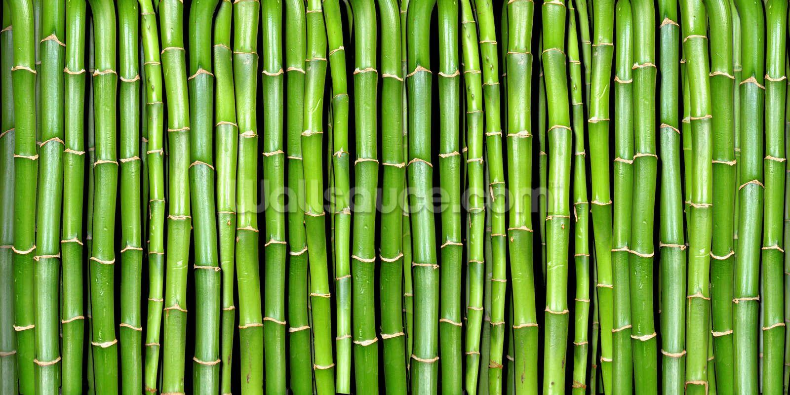 Green Bamboo Wallpapers - Top Free Green Bamboo Backgrounds -  WallpaperAccess