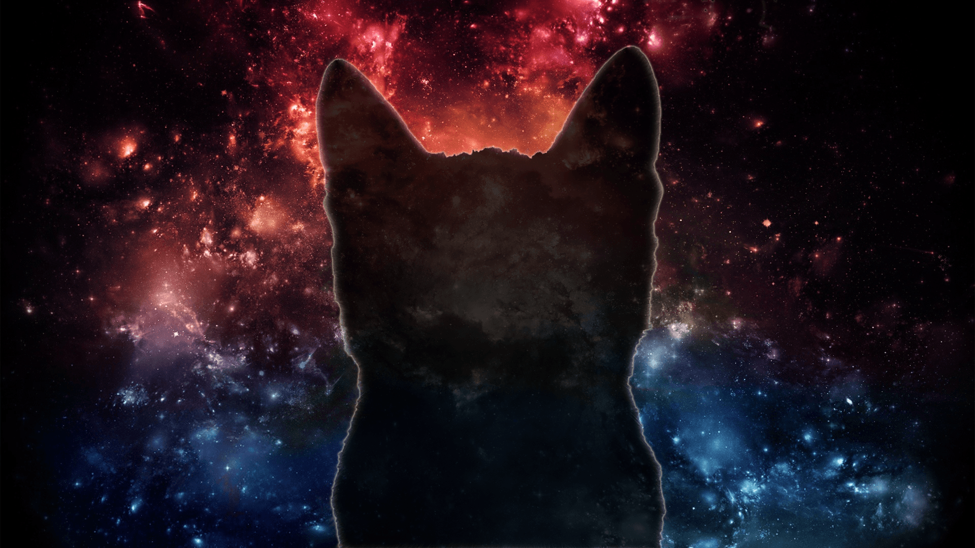 space cat 1080P 2k 4k HD wallpapers backgrounds free download  Rare  Gallery