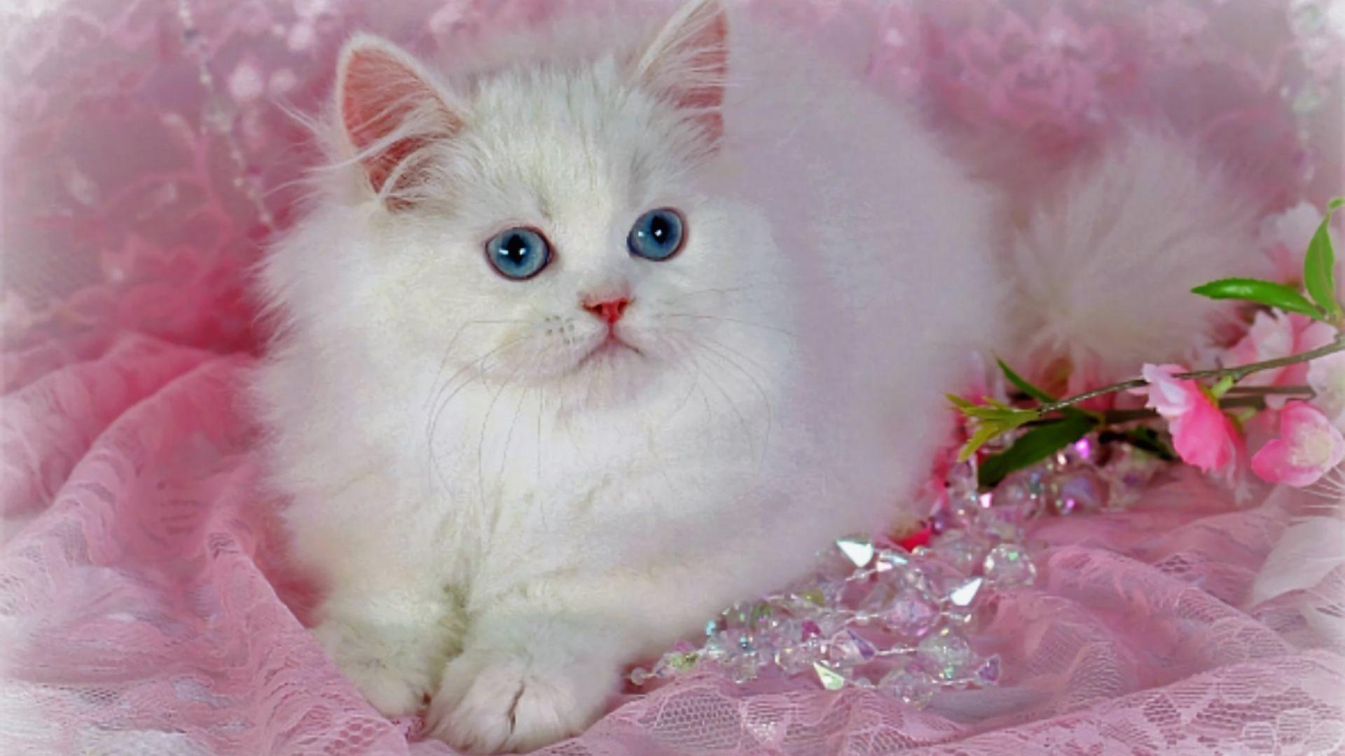 Beautiful Hd Wallpaper Beautiful Cute Cat Pictures - Meyasity