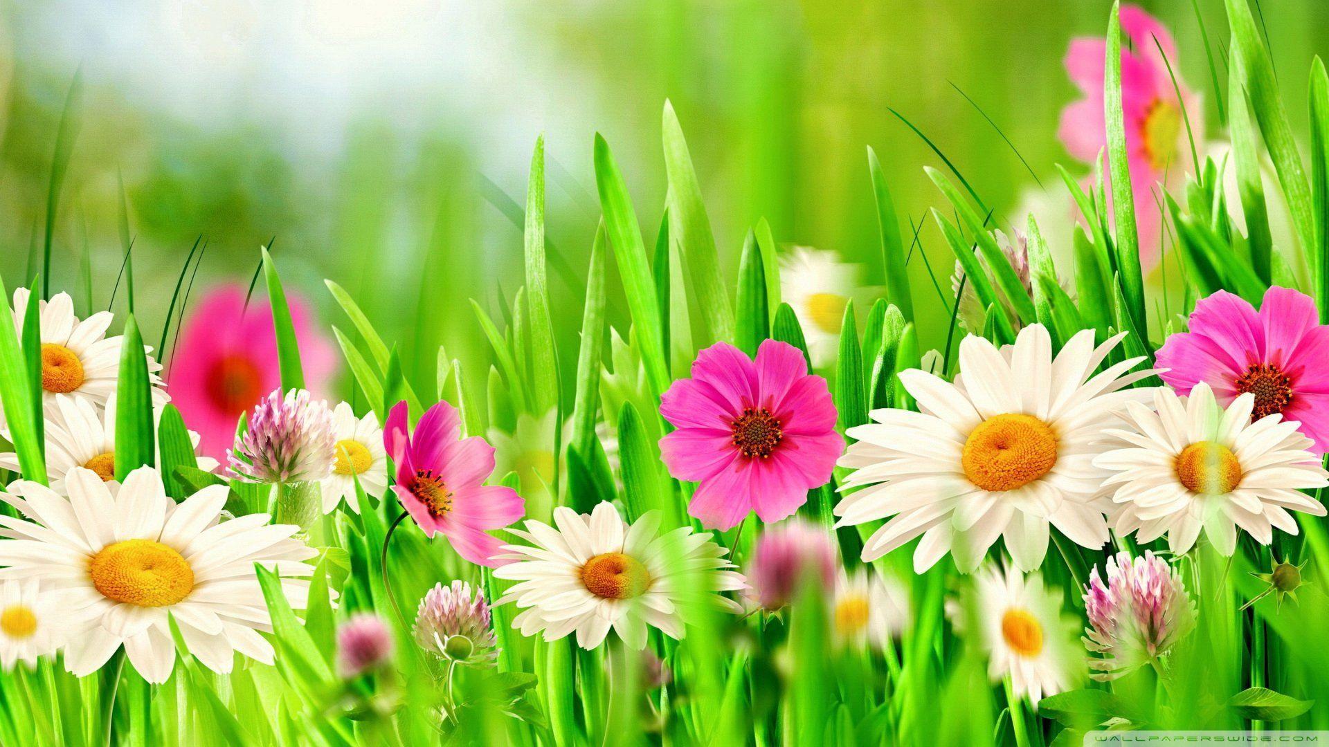 Grass and Flowers Wallpapers - Top Free Grass and Flowers Backgrounds -  WallpaperAccess