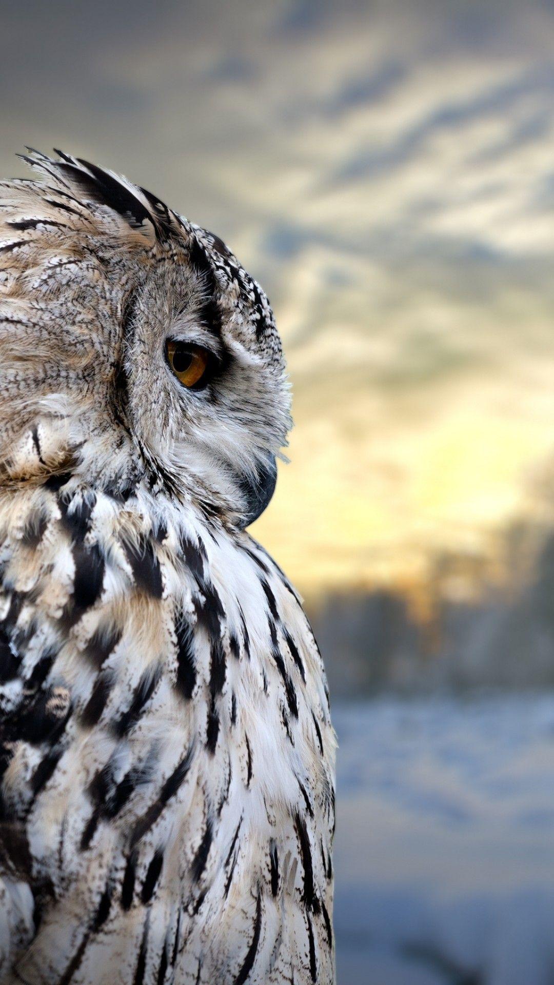 Owl Wallpaper Hd Images Download ~ Owl Wallpapers | Bodenewasurk