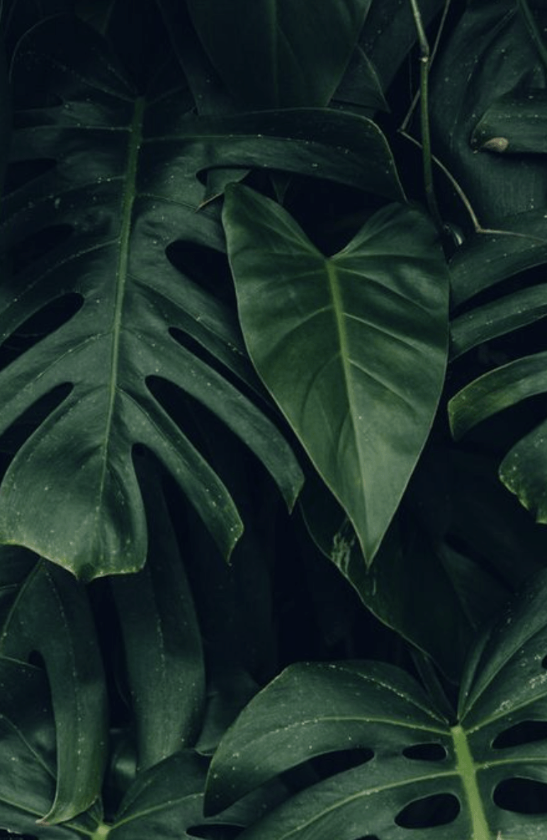 Aesthetic Palm Leaves Wallpapers - Top Hình Ảnh Đẹp