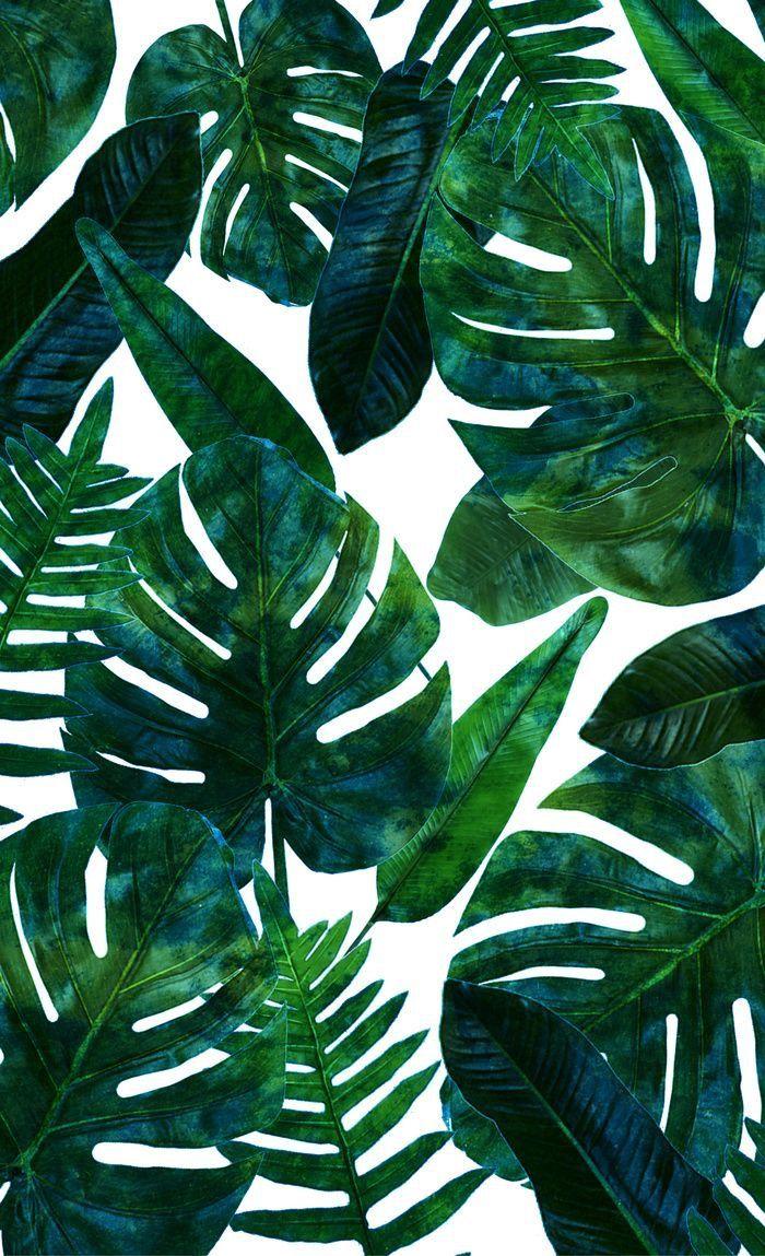 Aesthetic Palm Leaves Wallpapers - Top Hình Ảnh Đẹp