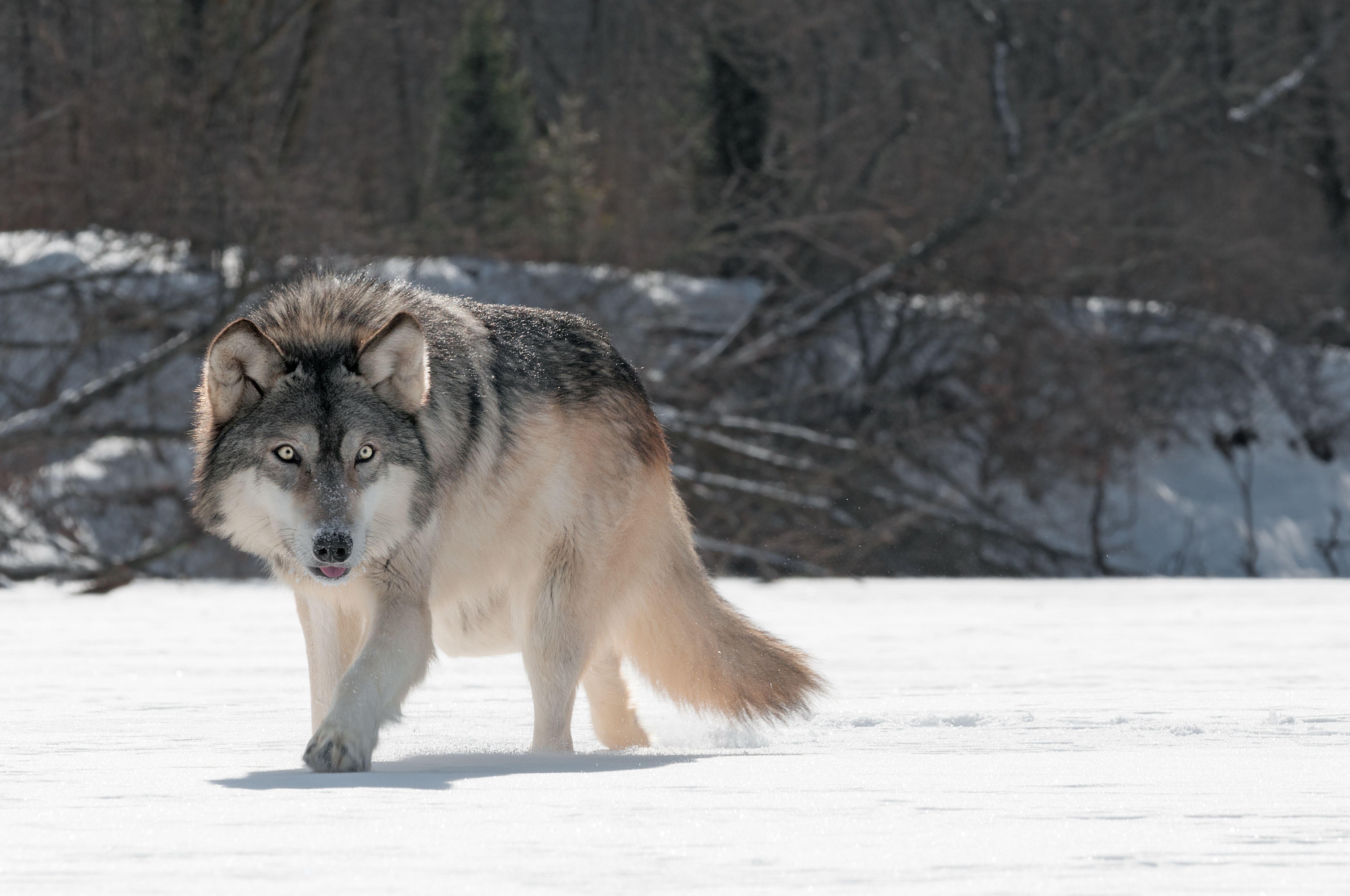 Gray Wolf Wallpaper