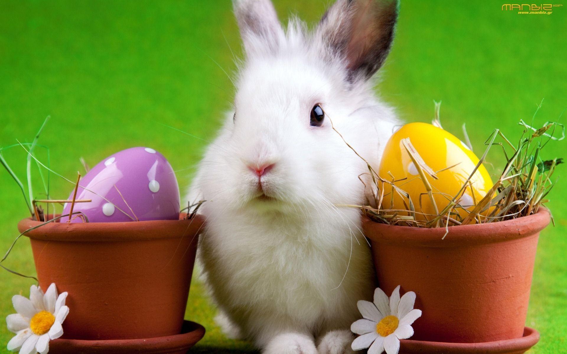 Easter Bunny Wallpapers  Top Free Easter Bunny Backgrounds   WallpaperAccess