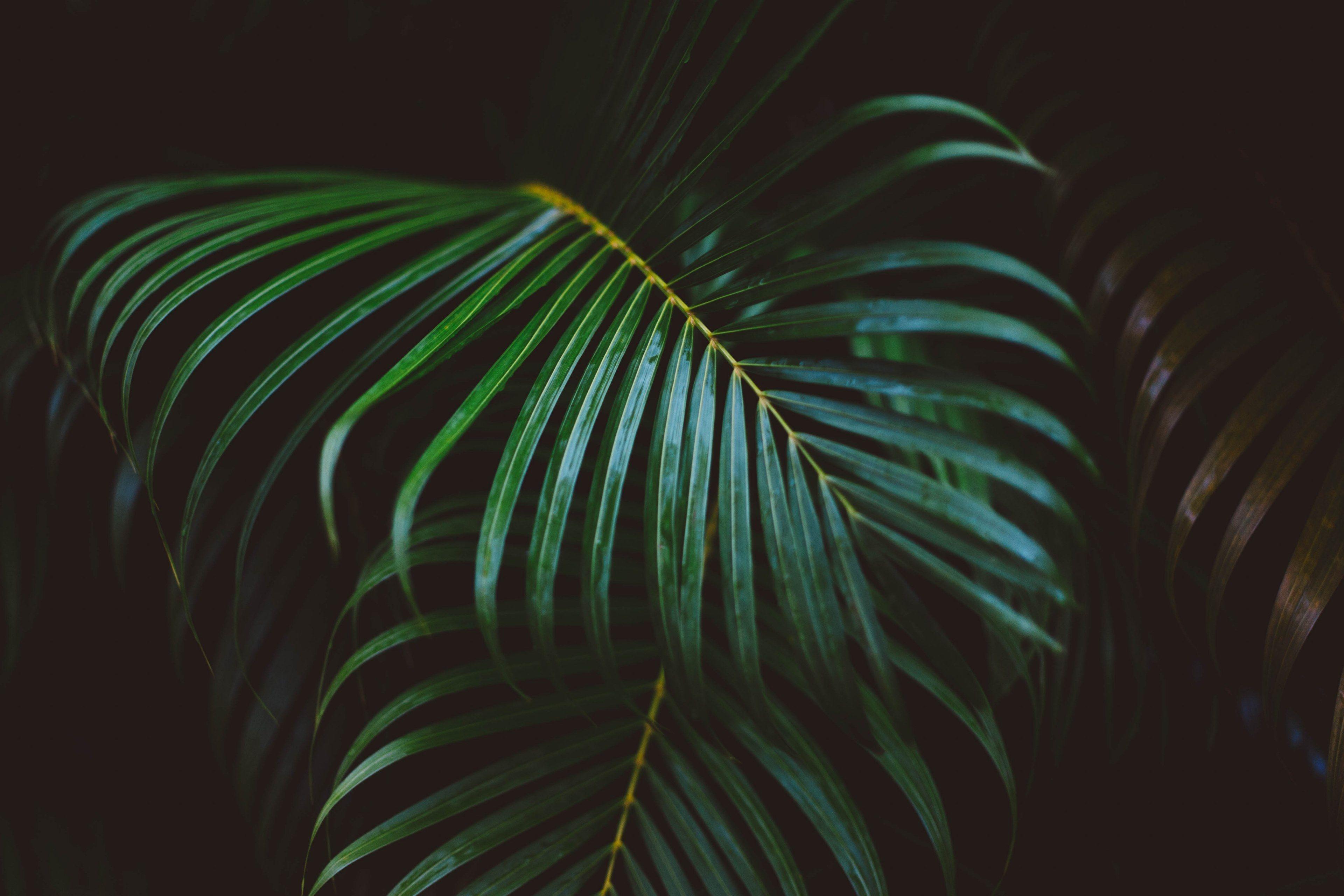 Palm Tree Leaves Wallpapers - Top Free Palm Tree Leaves Backgrounds ...