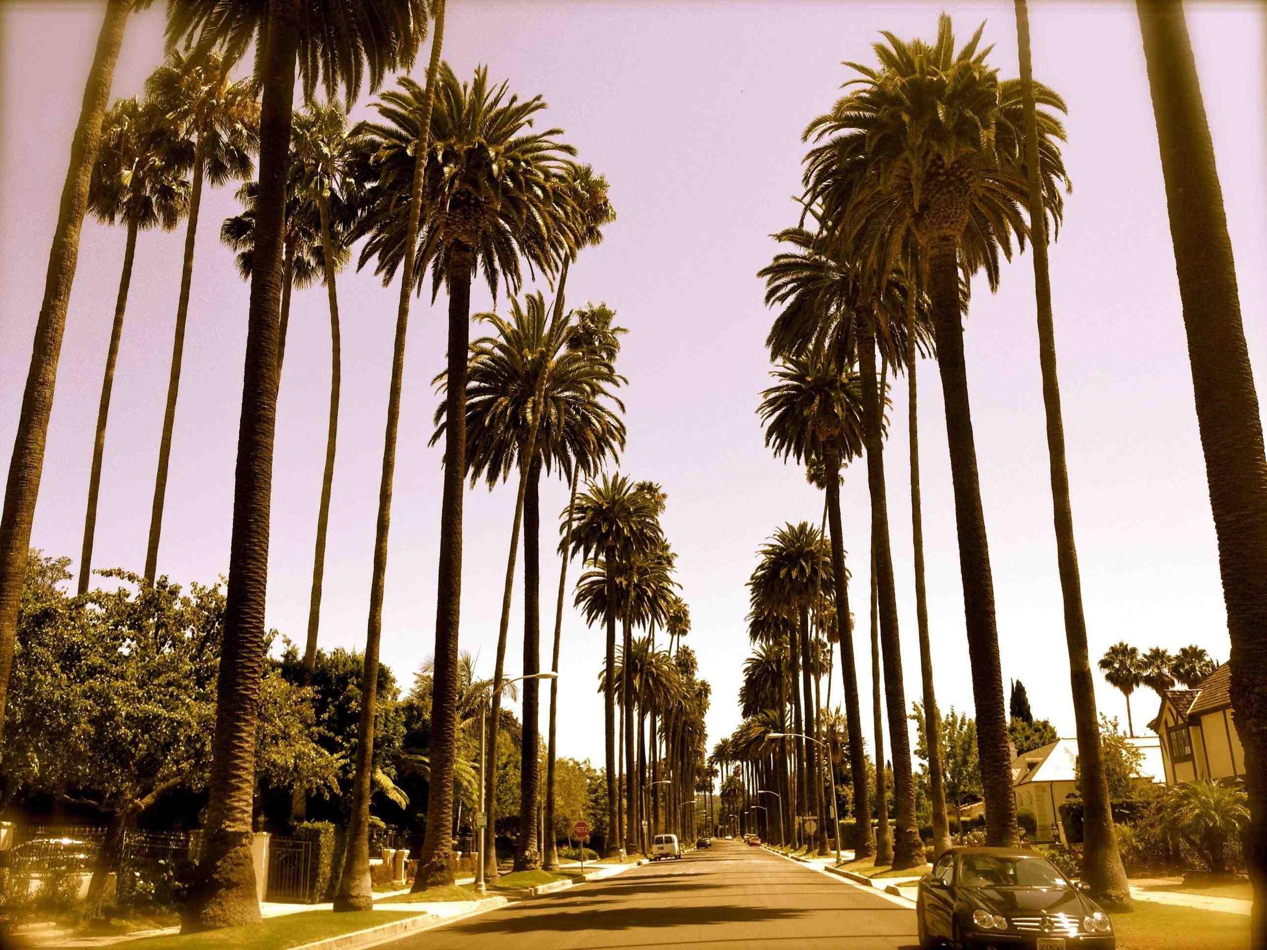 Palm Trees Hollywood Wallpaper