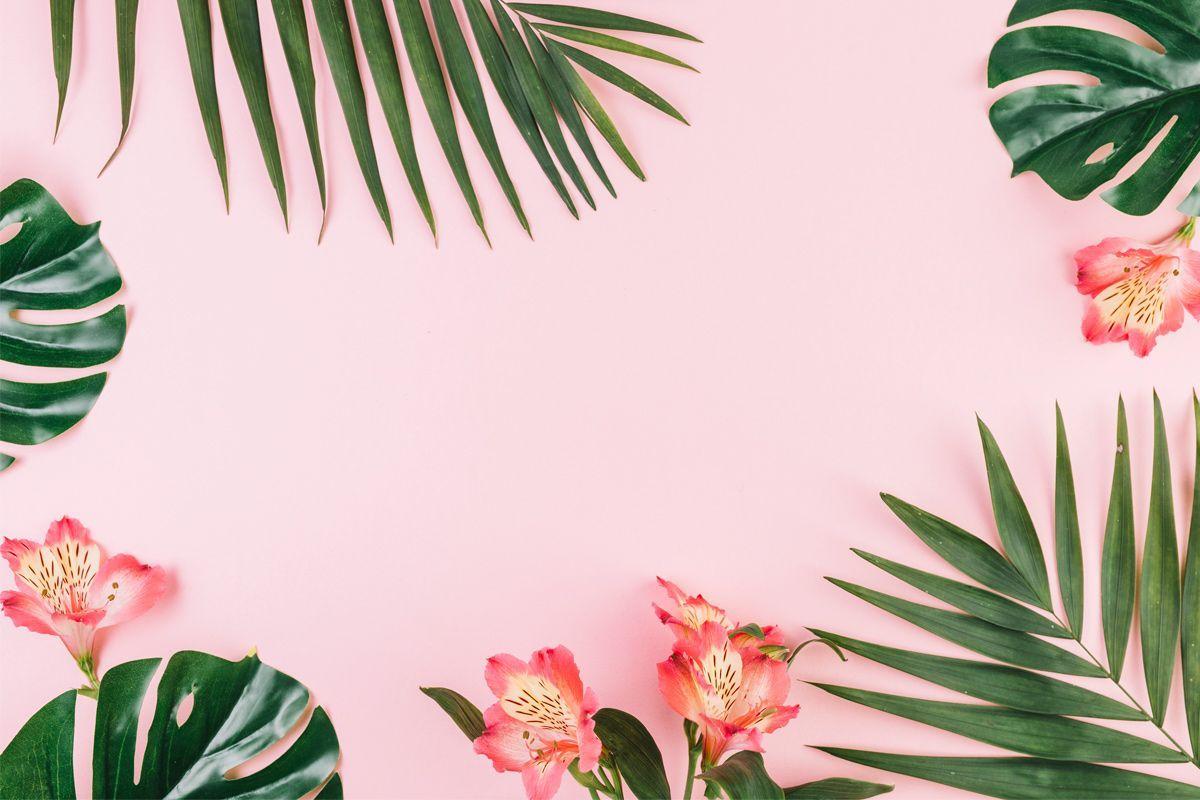 Aesthetic Palm Leaves Wallpapers - Top Hình Ảnh Đẹp