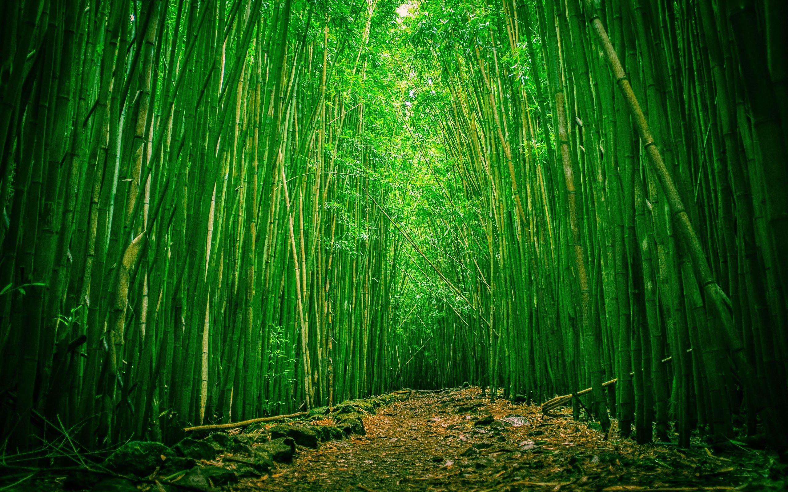 Green Bamboo Wallpapers - Top Free Green Bamboo Backgrounds -  WallpaperAccess