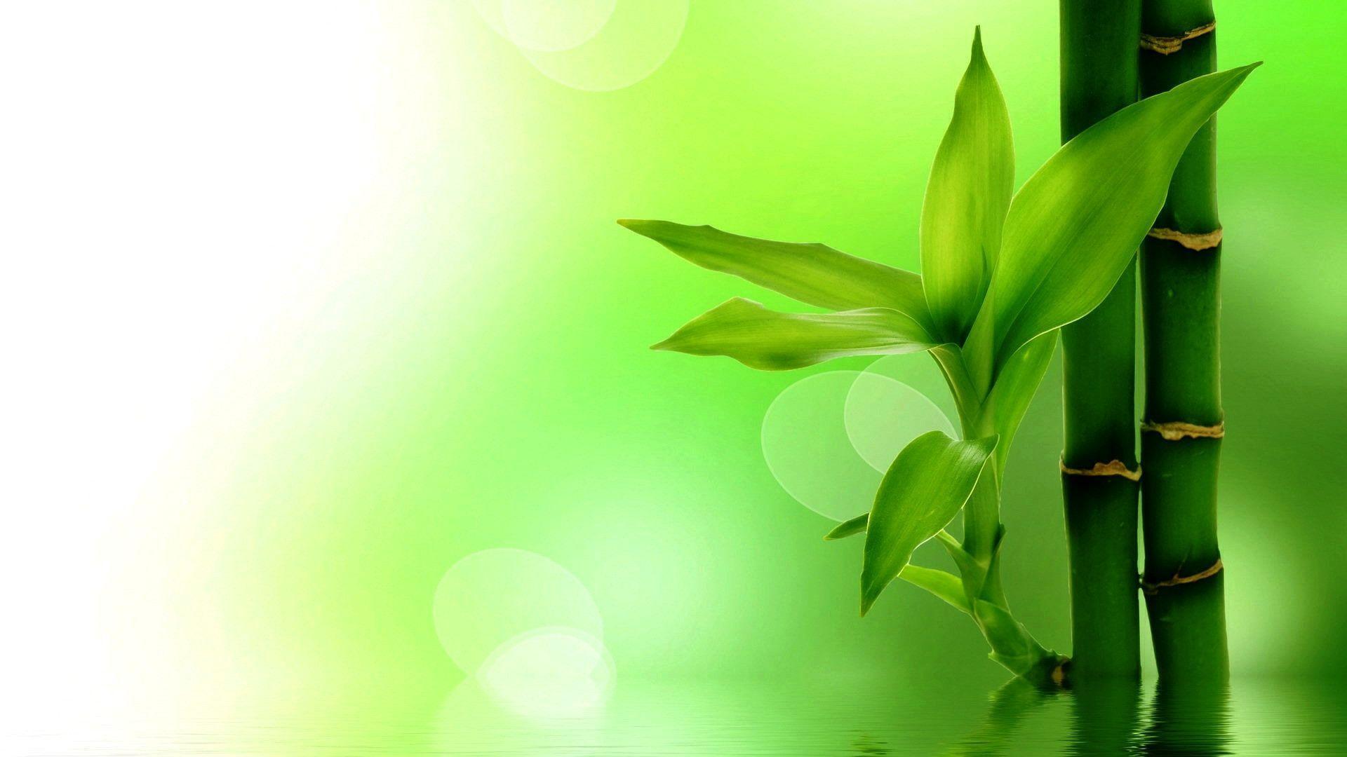 Green Bamboo Wallpapers - Top Free Green Bamboo Backgrounds -  WallpaperAccess