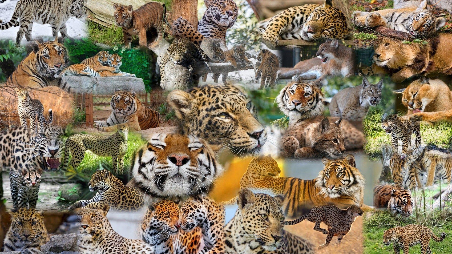 Animal Collage Wallpaper