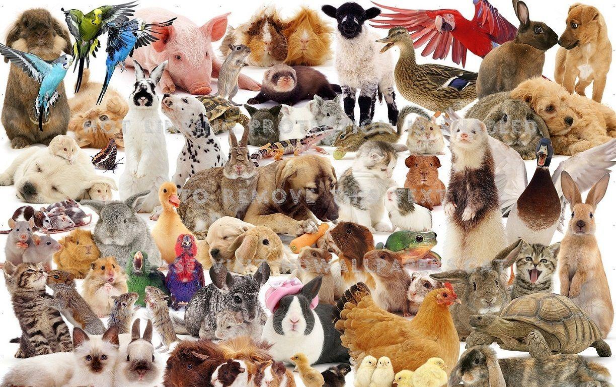 Animal Collage Wallpaper