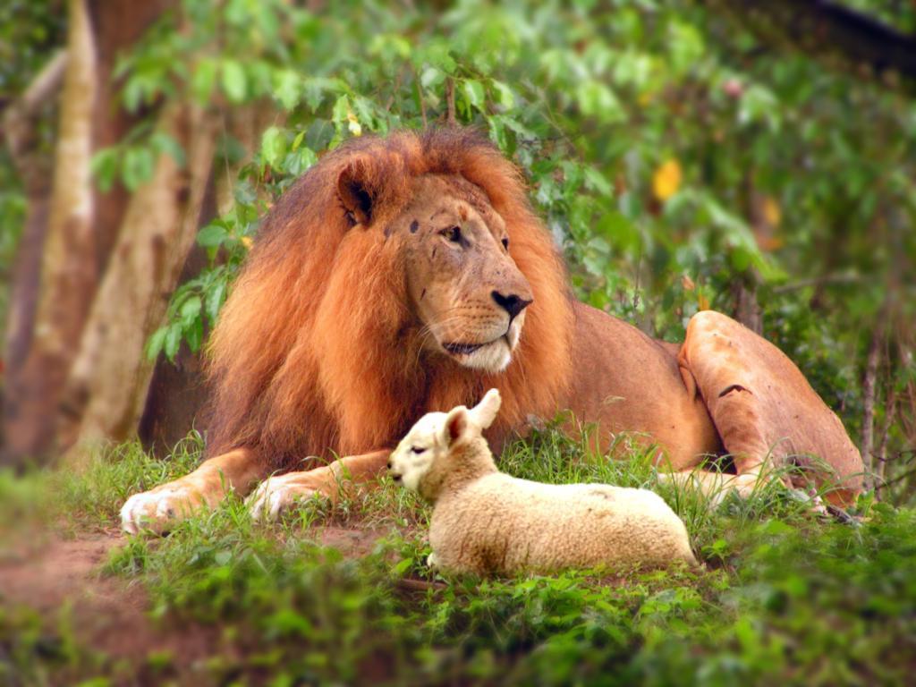 47 Lion and Lamb Wallpaper  WallpaperSafari