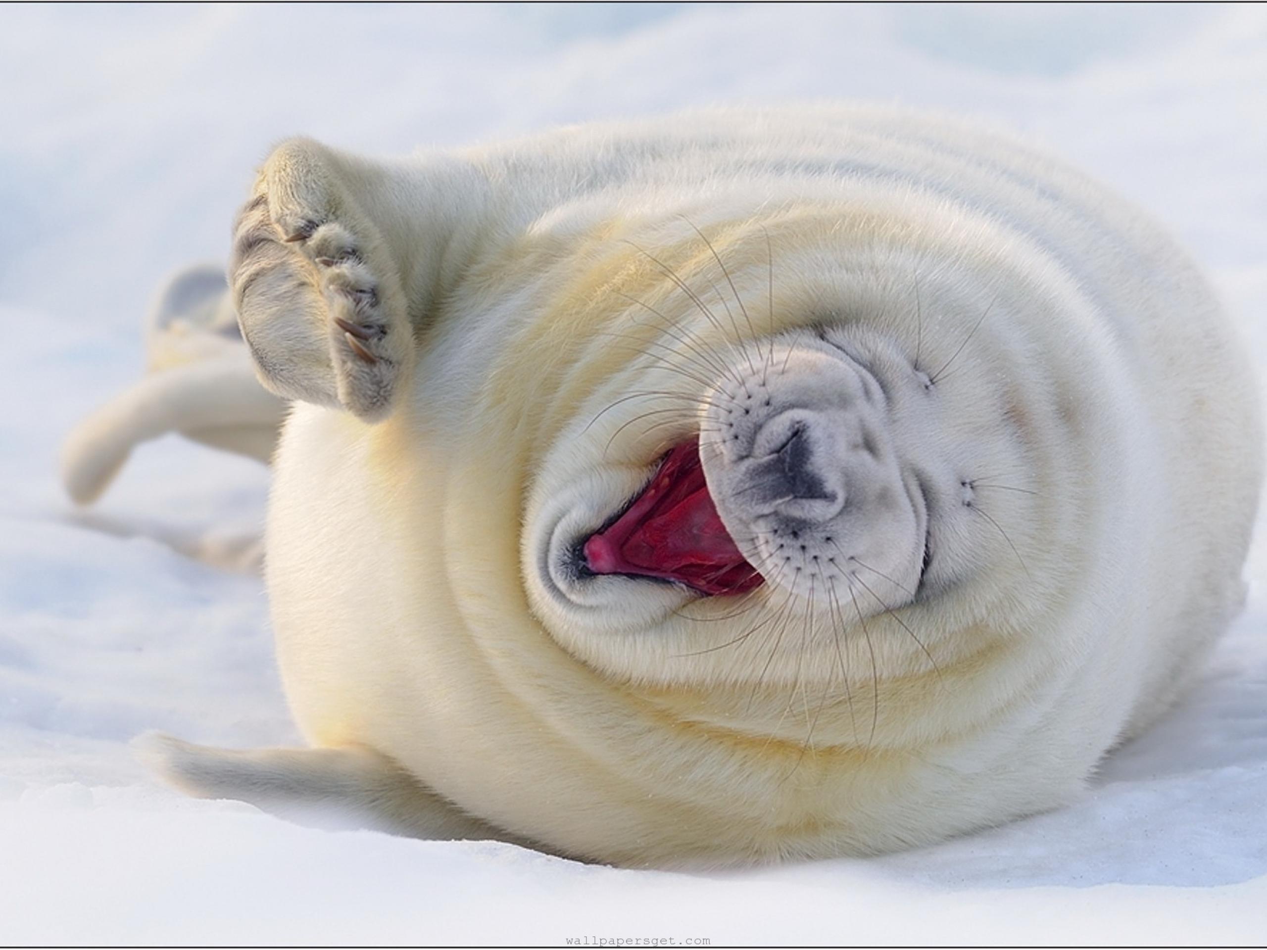 Baby Seal Wallpaper 1366x768