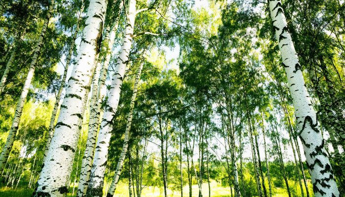 Birch Forest Wallpaper