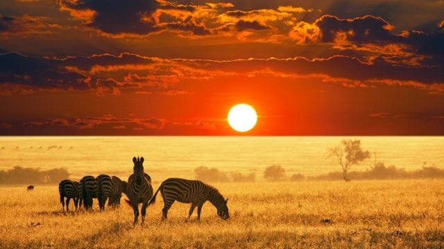 Africa hd wallpaper download