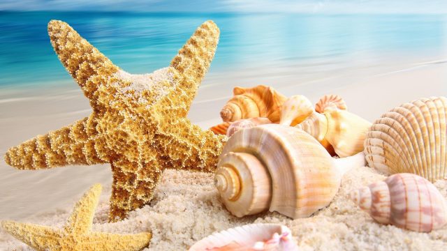 Seashell wallpaper photo hd