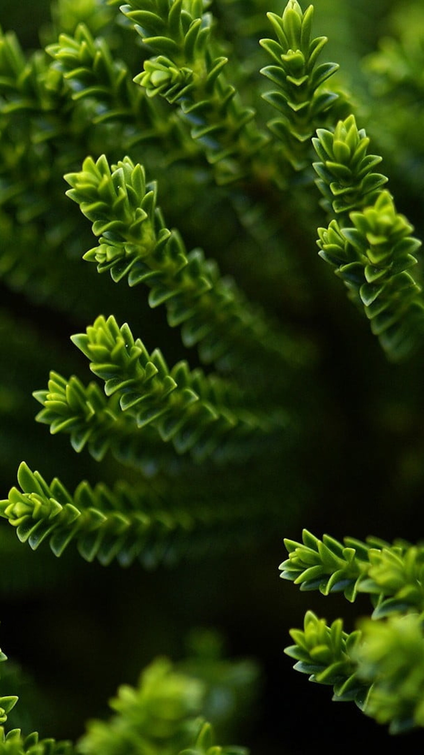 Go Green, Green leafed plant, Macro photography, 1440x2560 HD Phone