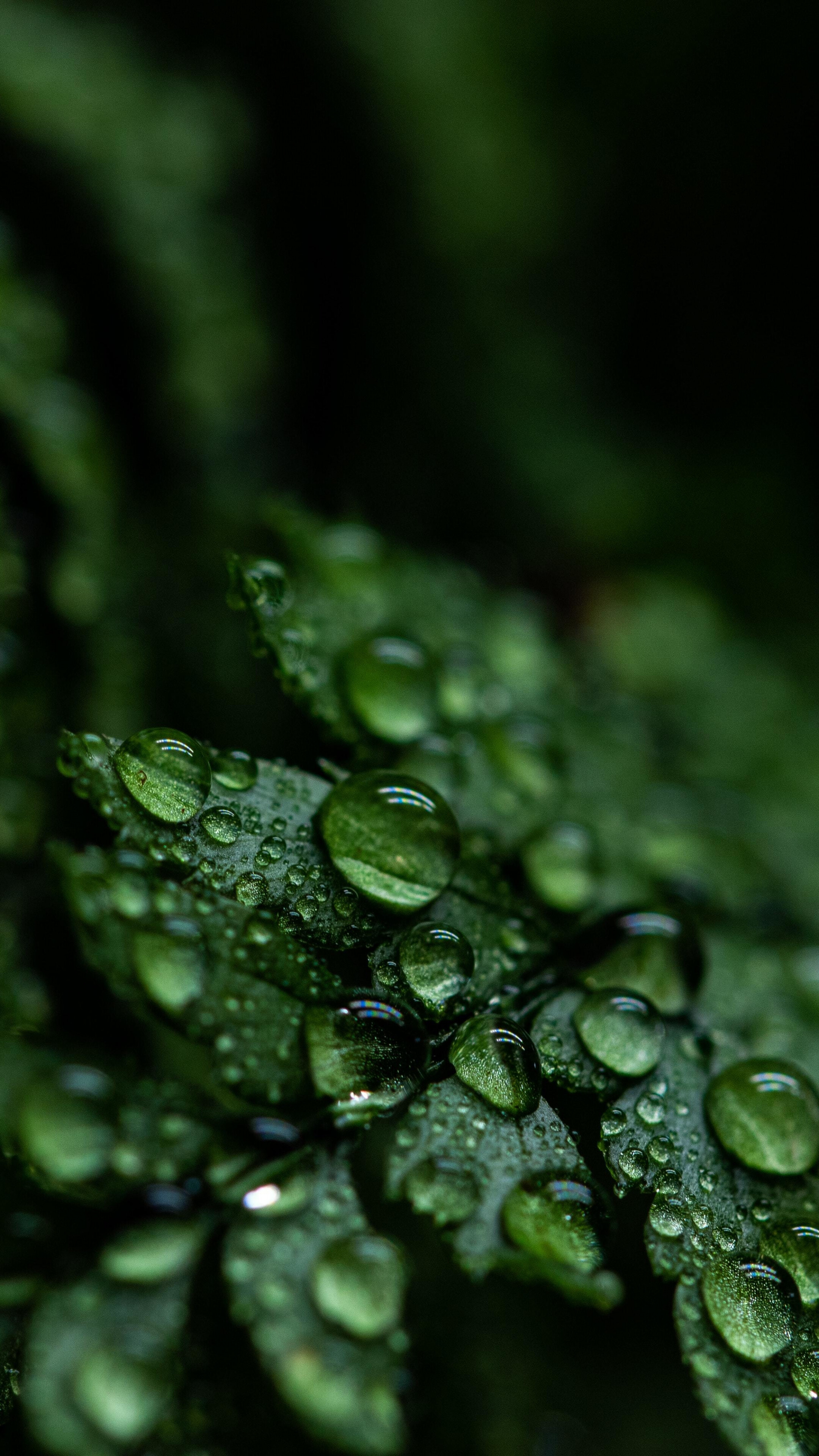 Drops close-up leaf, Water droplets glisten, Nature's beauty, Macro marvel, 2160x3840 4K Phone