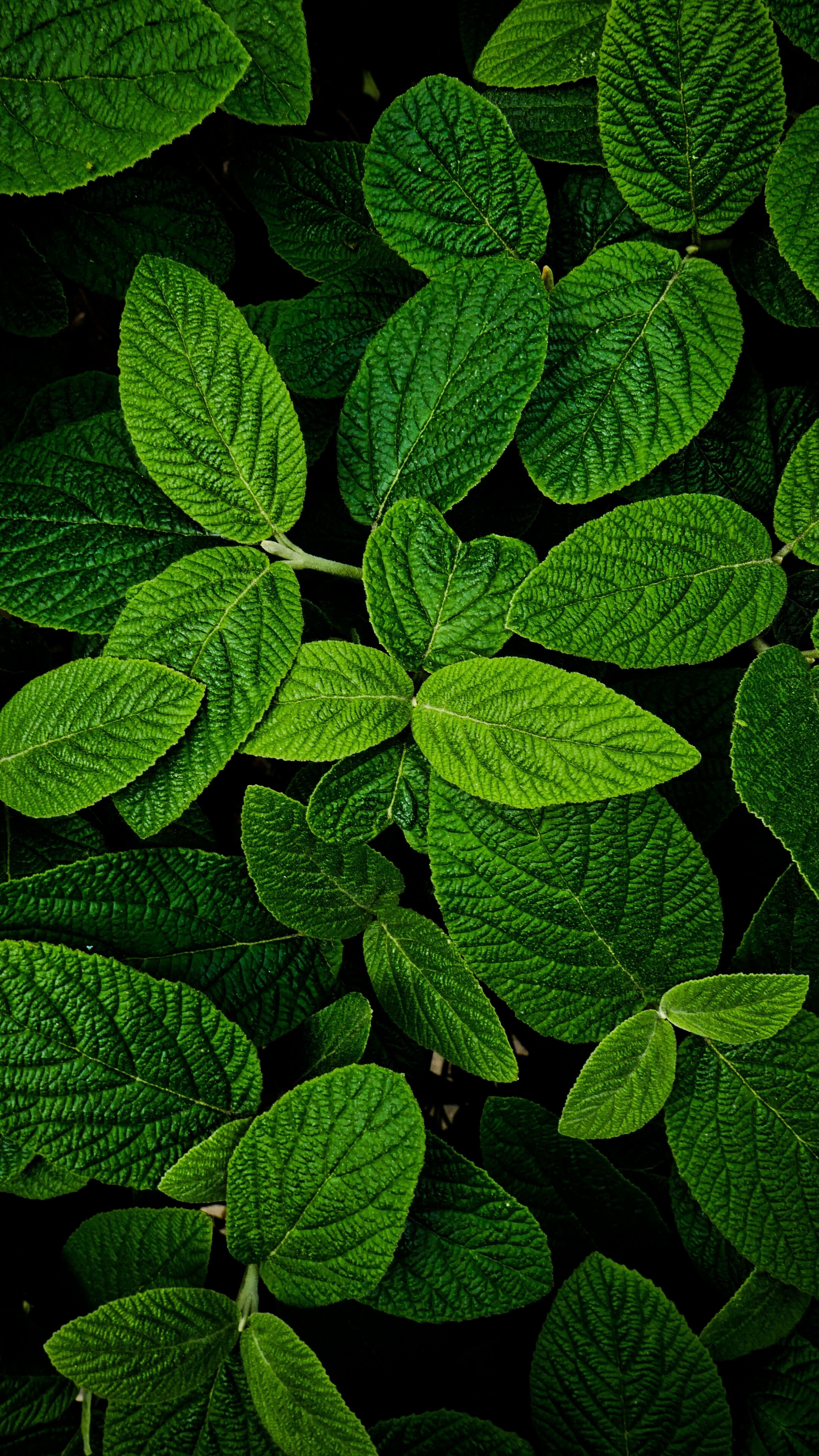 Leaves macro bright, Vibrant green, Freshness captured, Close-up fascination, 2160x3840 4K Phone