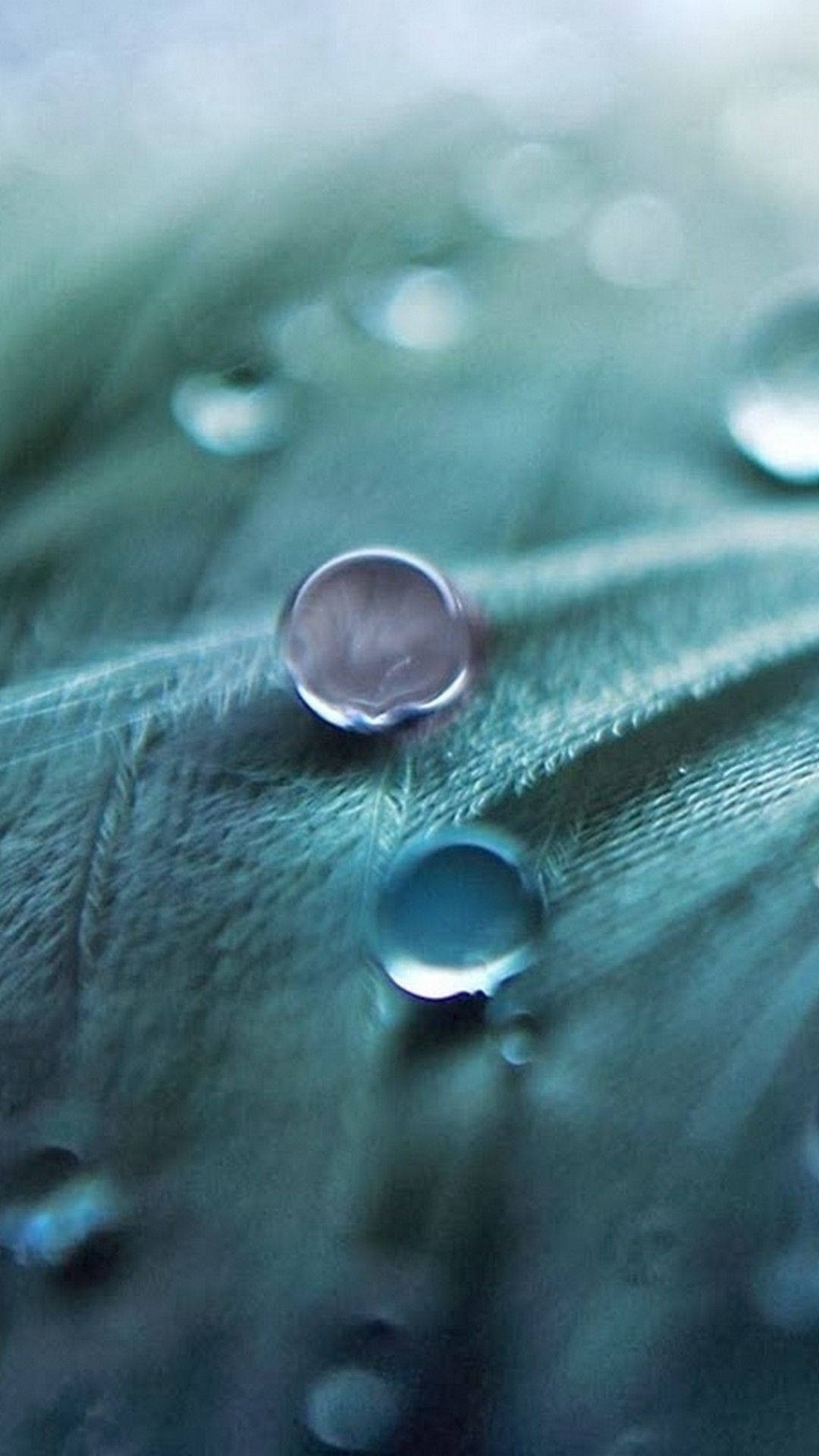 Dew, Android Wallpaper, 1080x1920 Full HD Phone