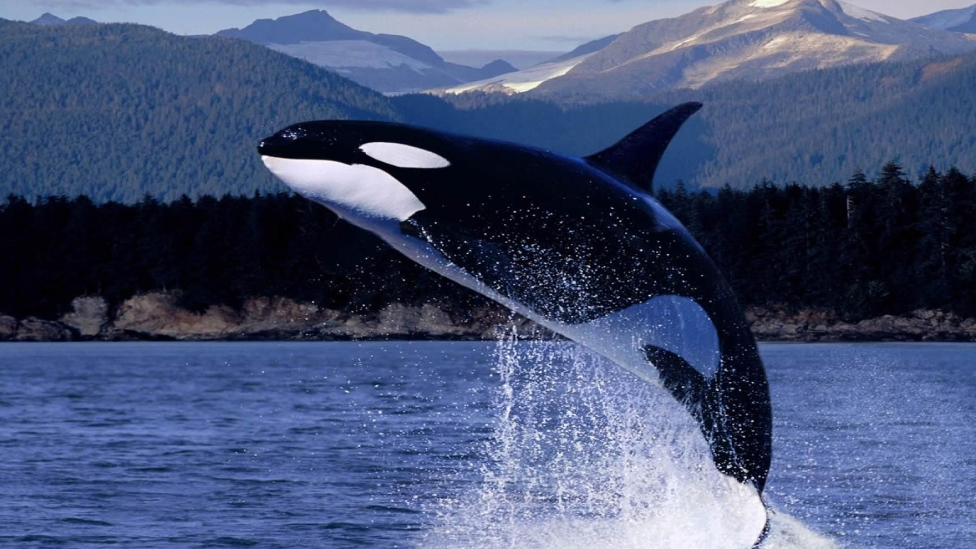 Willy the orca, Killer whale facts, Oceanic habitats, Majestic marine creatures, 1920x1080 Full HD Desktop