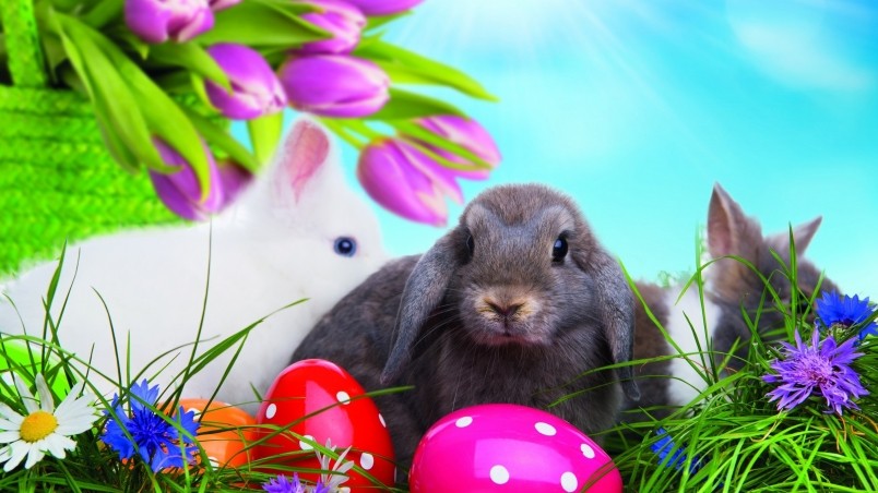 Easter Bunny Stock Photos and Images  123RF