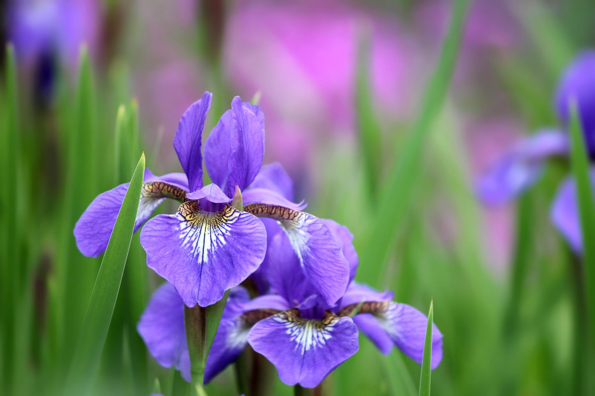 Iris wallpapers HD quality