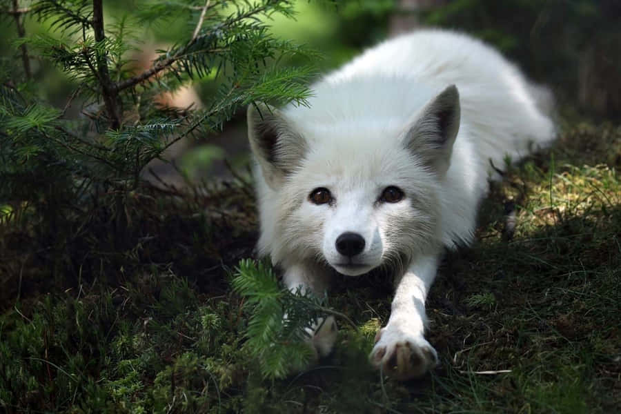 Arctic Fox Pictures Wallpaper