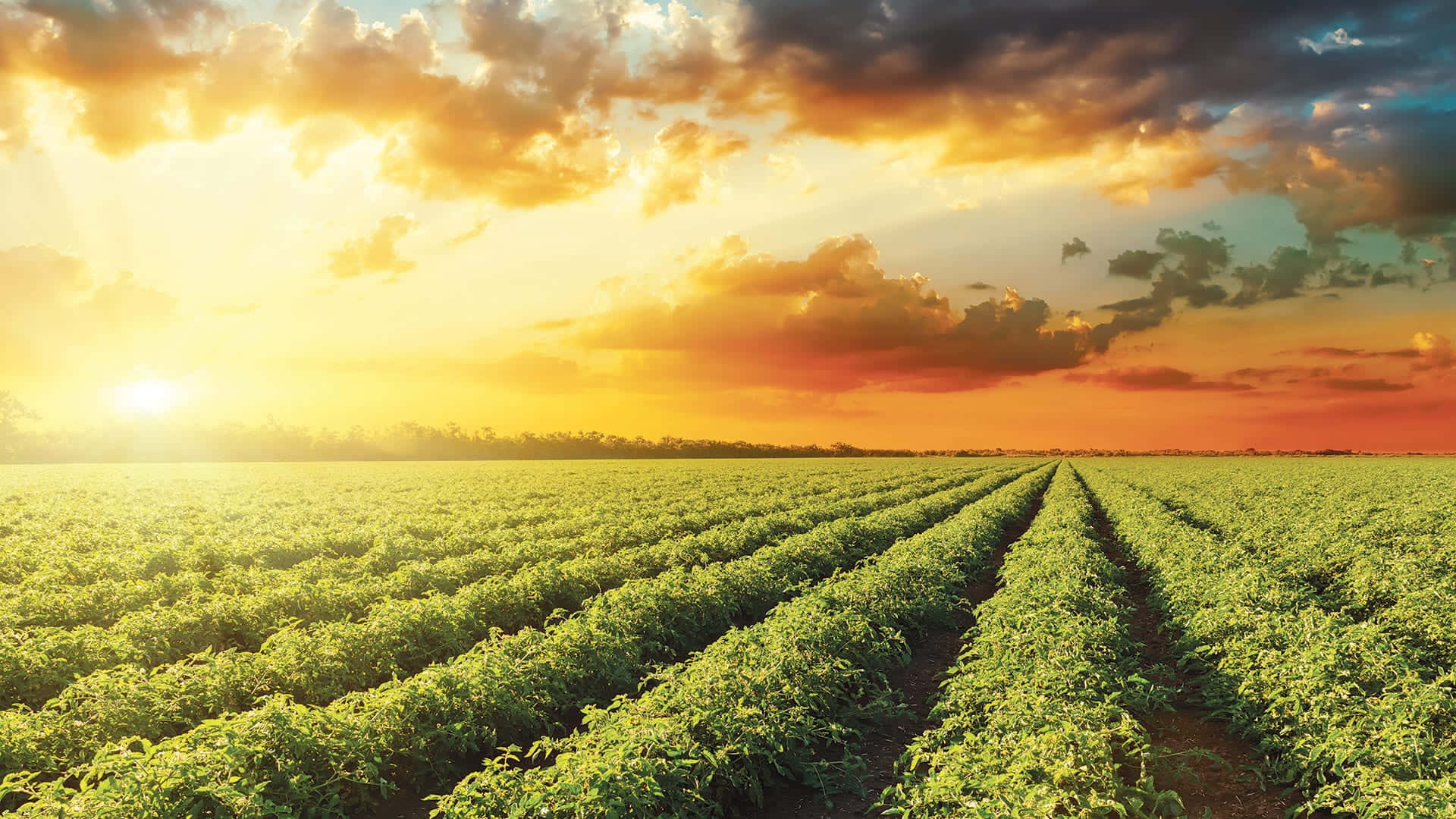 Farmer harvesting crop during a sunny morning