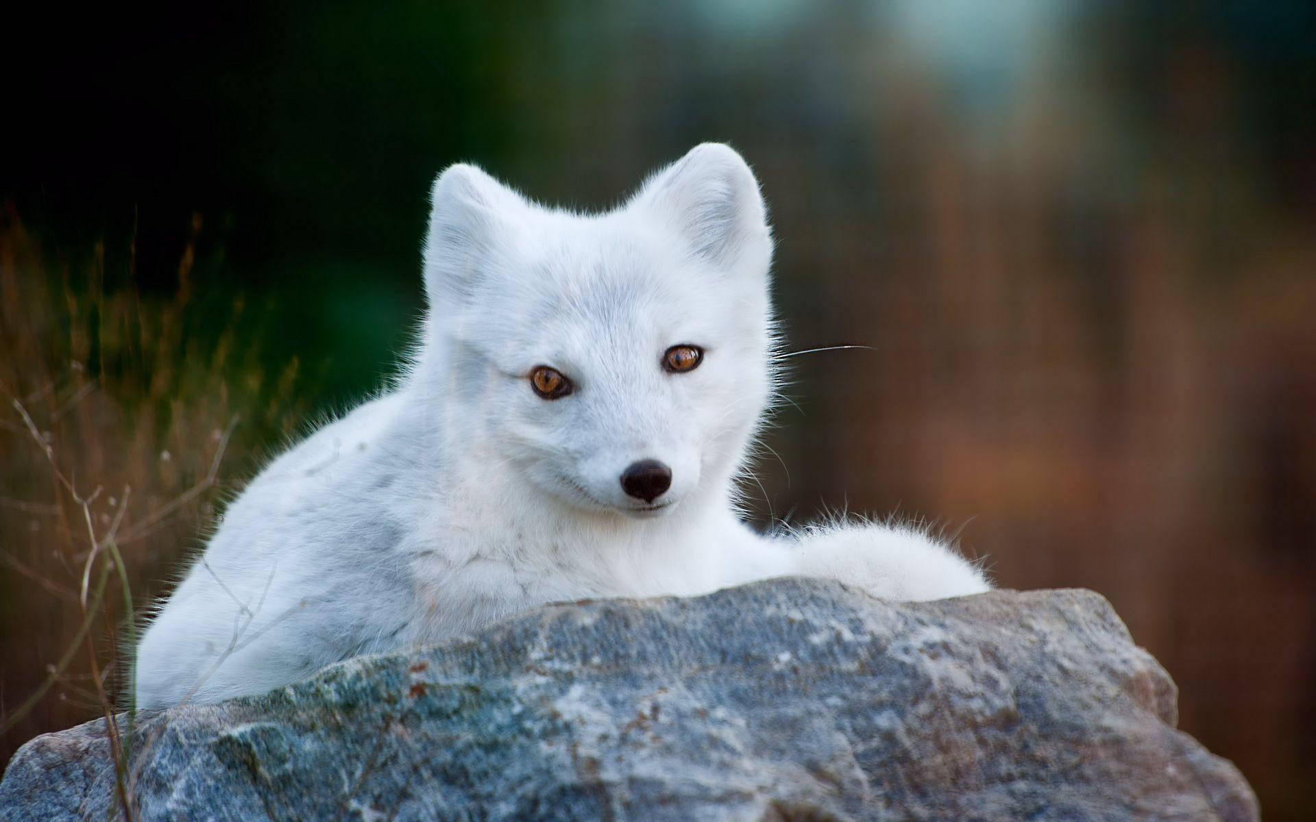 Baby White Fox Wallpaper