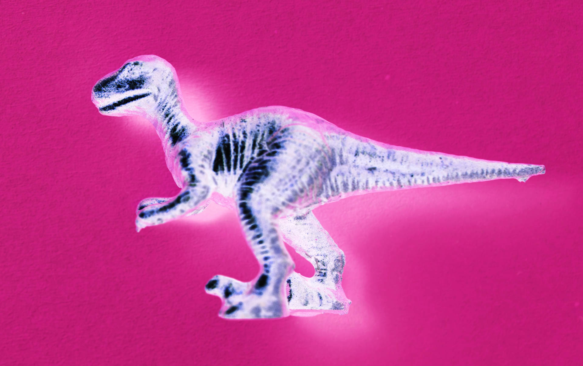 Cute Pink Dinosaur X-Ray Wallpaper