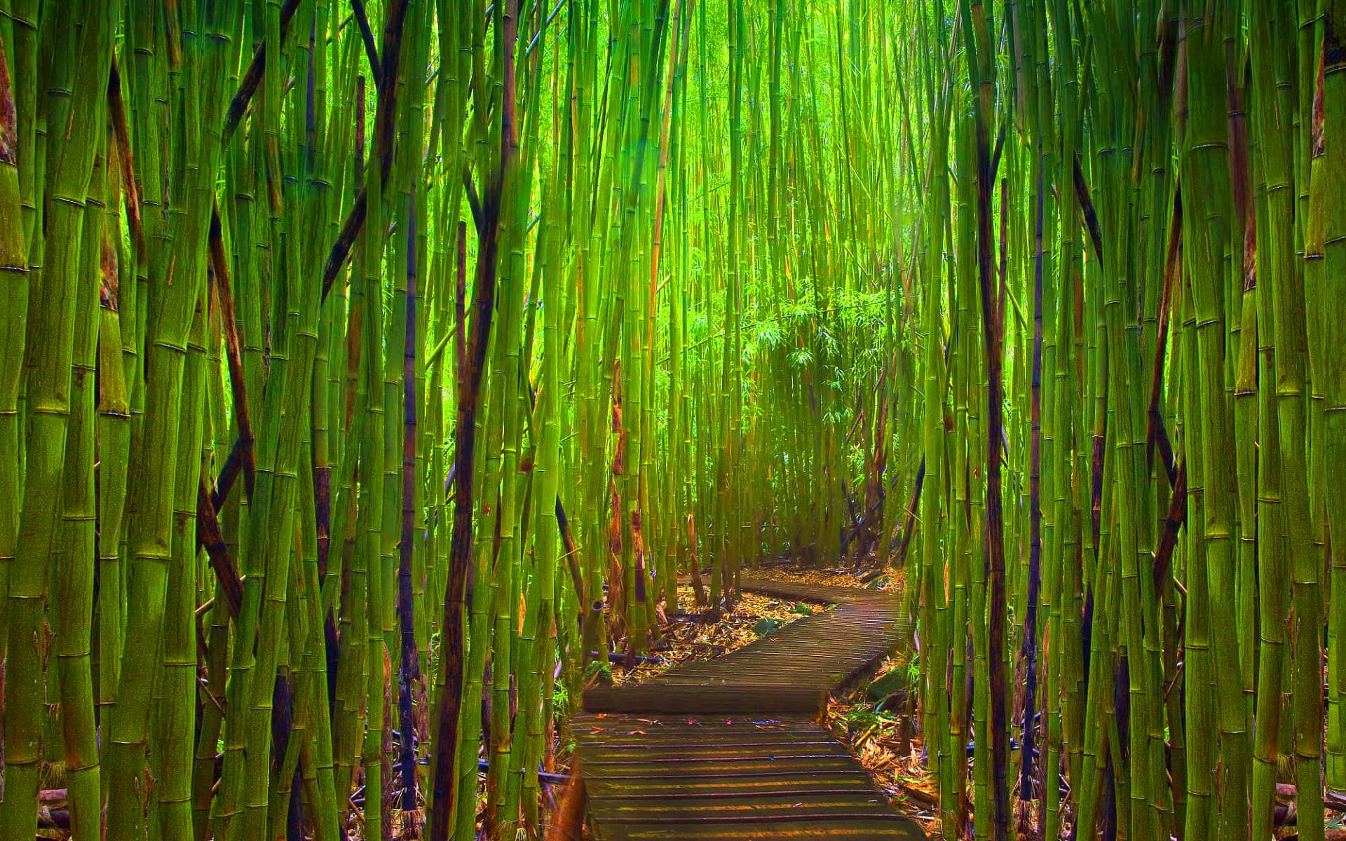 Free Green Bamboo Wallpaper Downloads, [100+] Green Bamboo Wallpapers for  FREE 