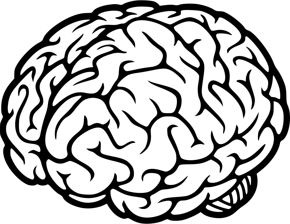 Download Human Brain Illustration | Wallpapers.com