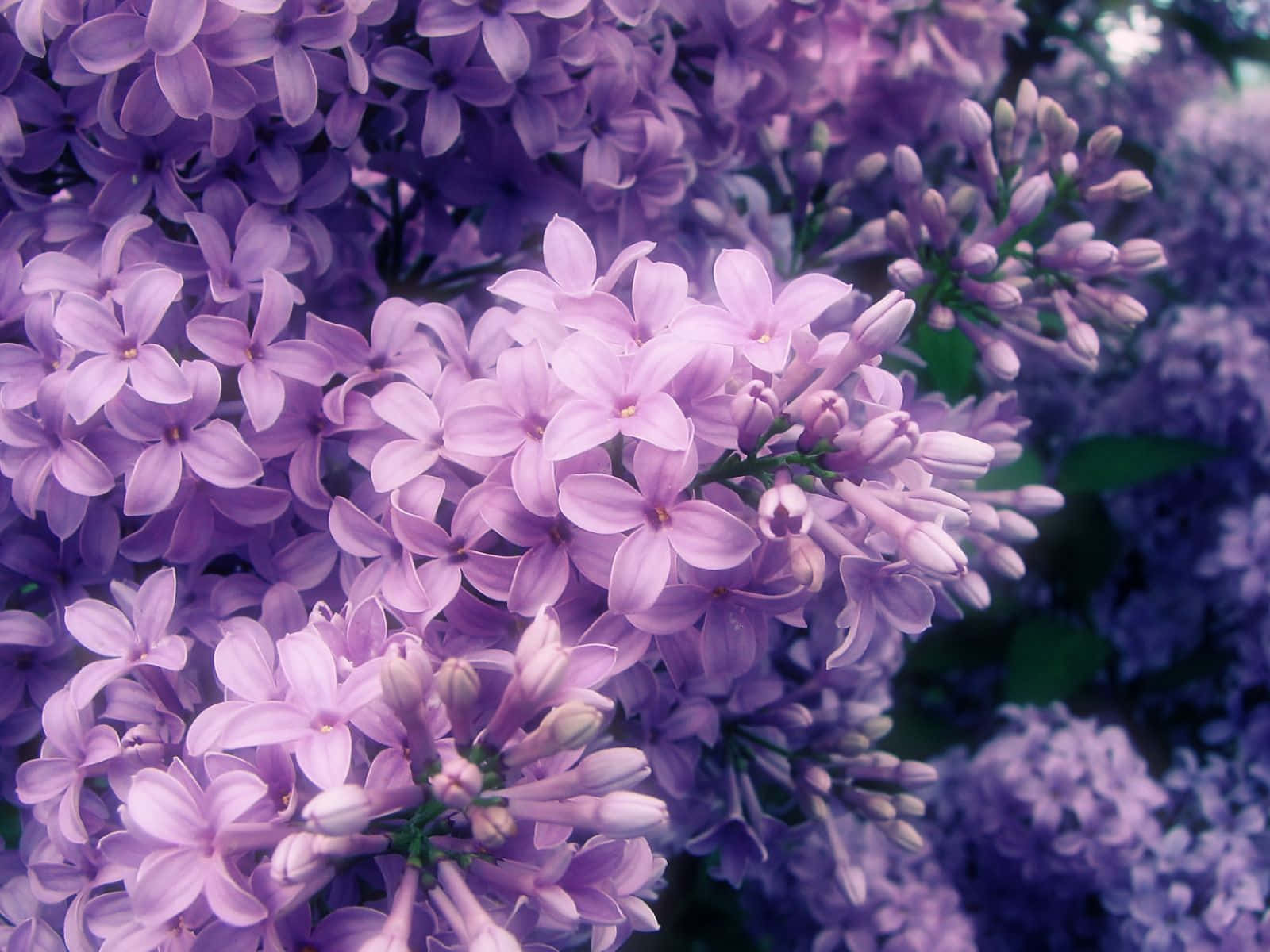 Buds And Petals Lilacs Background