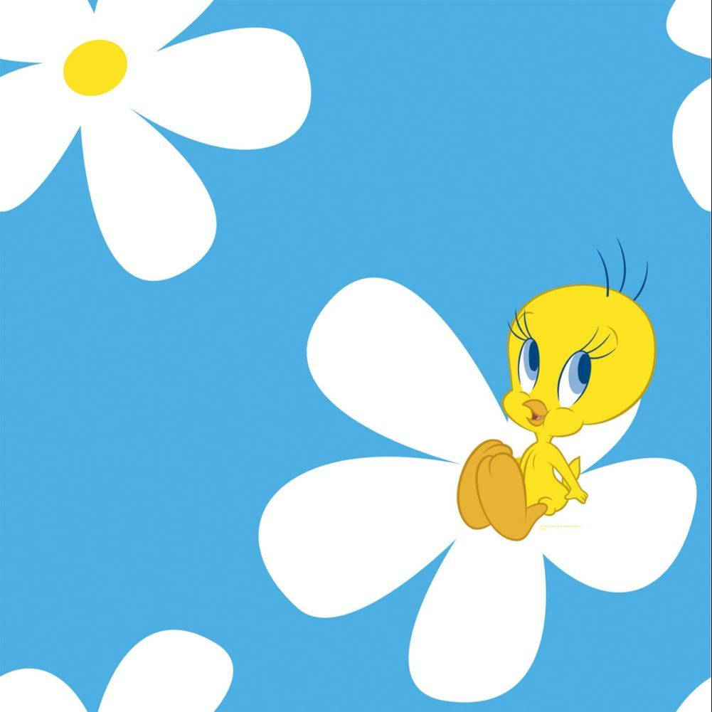 Top 999+ Tweety Wallpaper Full HD, 4K Free to Use