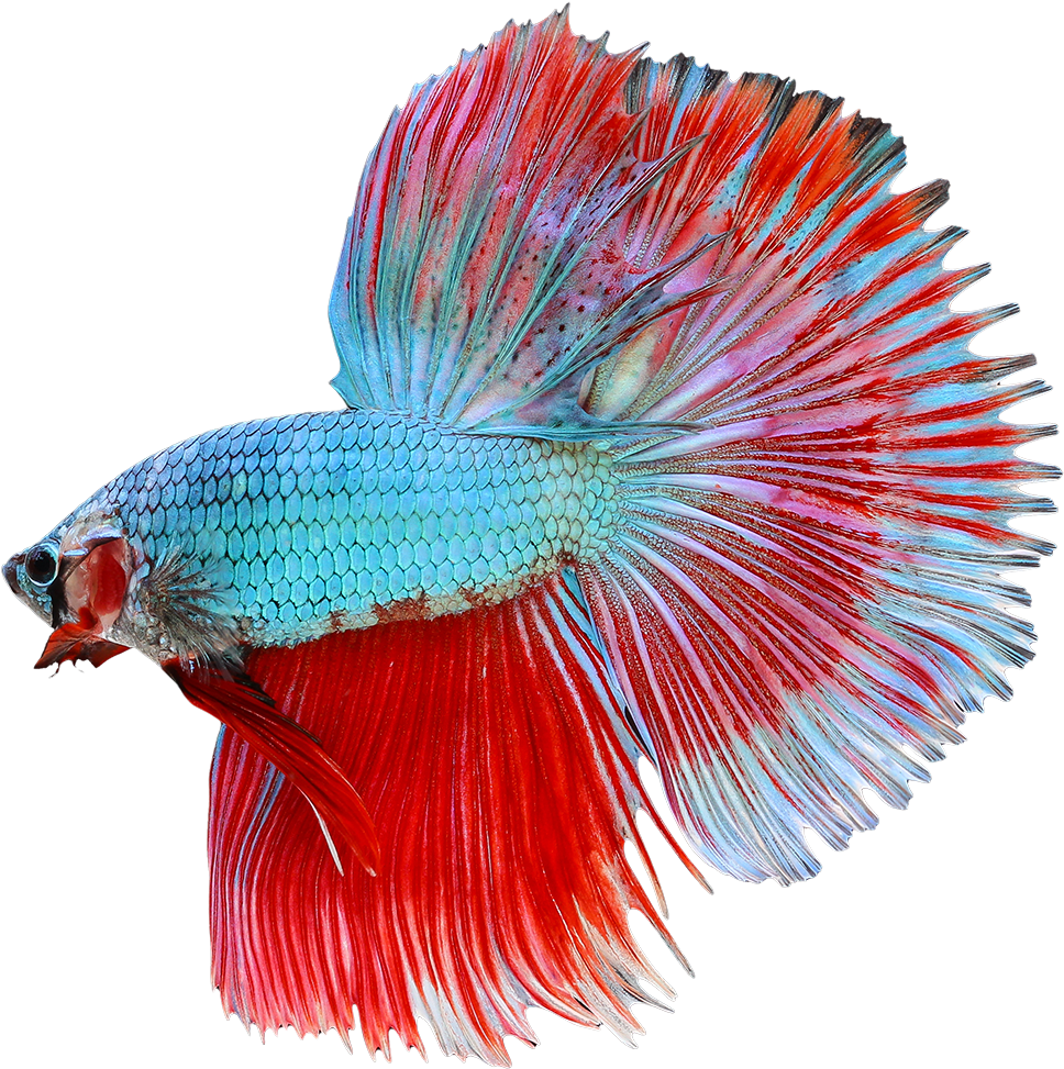 Vibrant Betta Splendens Display PNG